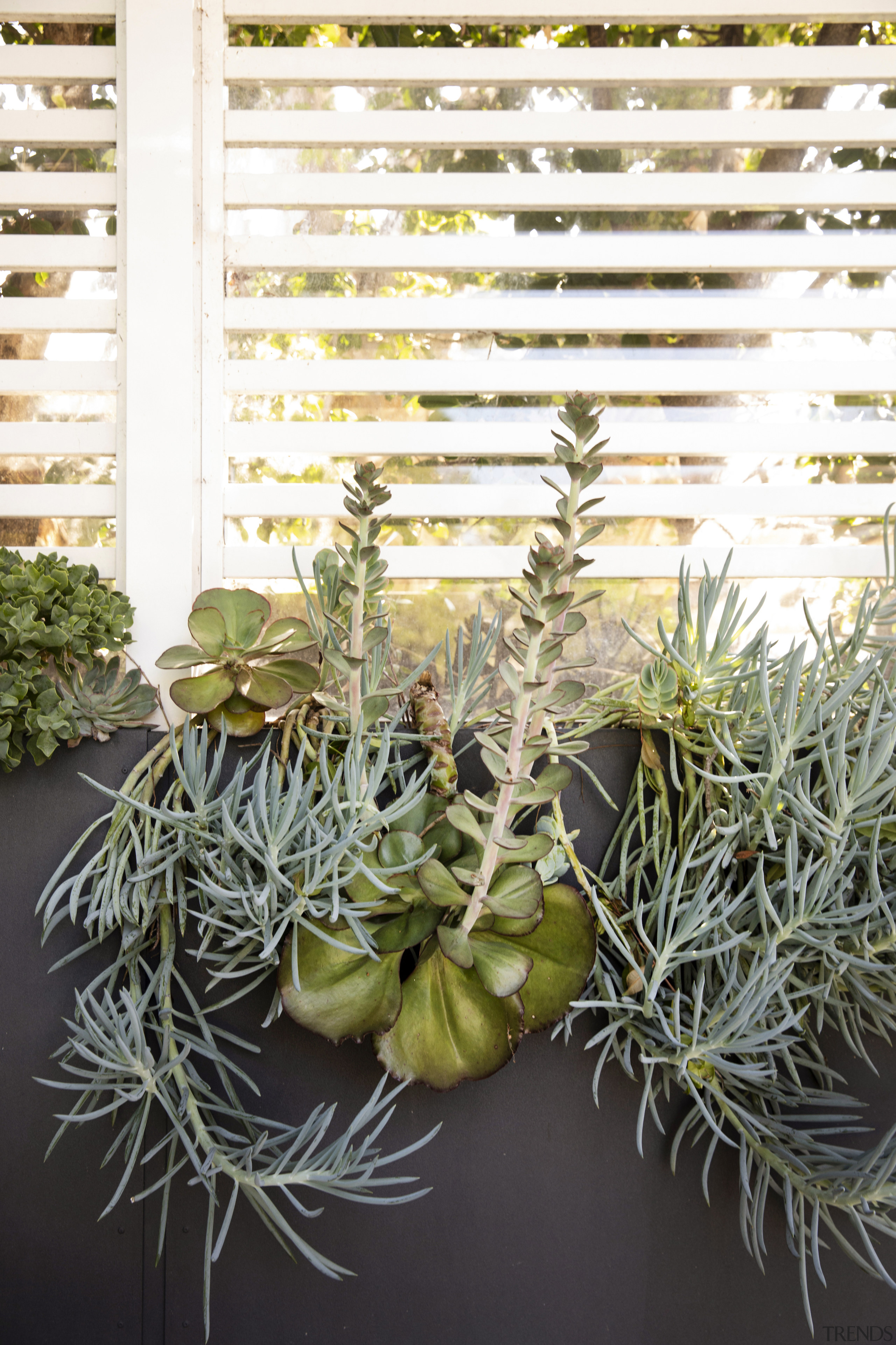 Low upkeep border succulents. - Swimmer's delight - 