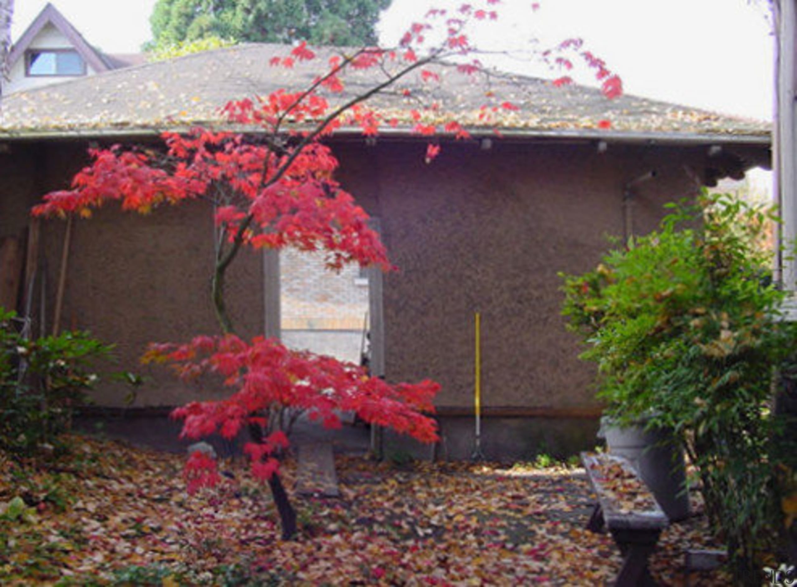 Exterior view of century old house featuring landscaping, autumn, flora, flower, flowering plant, garden, home, house, leaf, maple tree, nature, plant, red, spring, tree, red