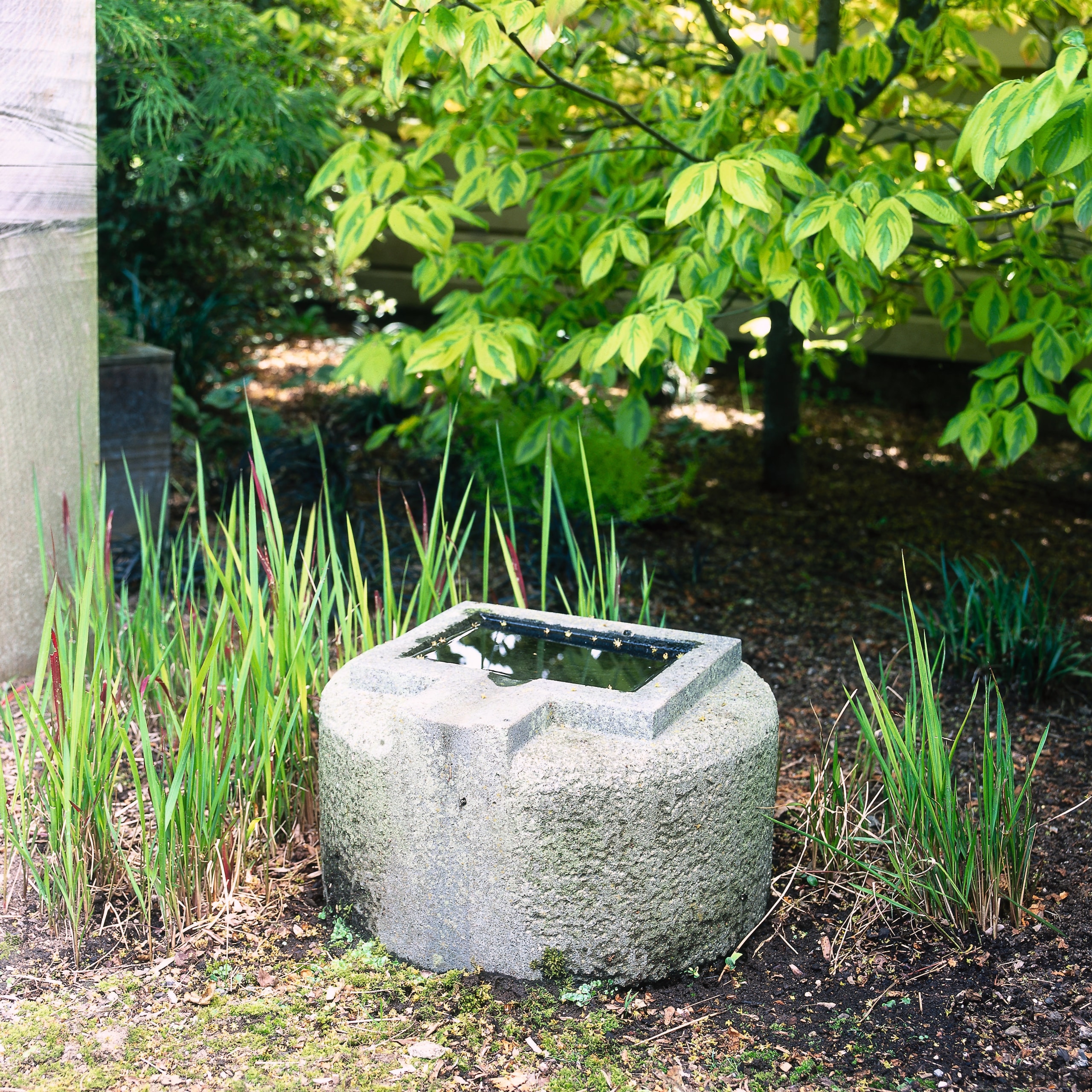 view of the water bowl that provides a garden, grass, grass family, plant, water resources, green