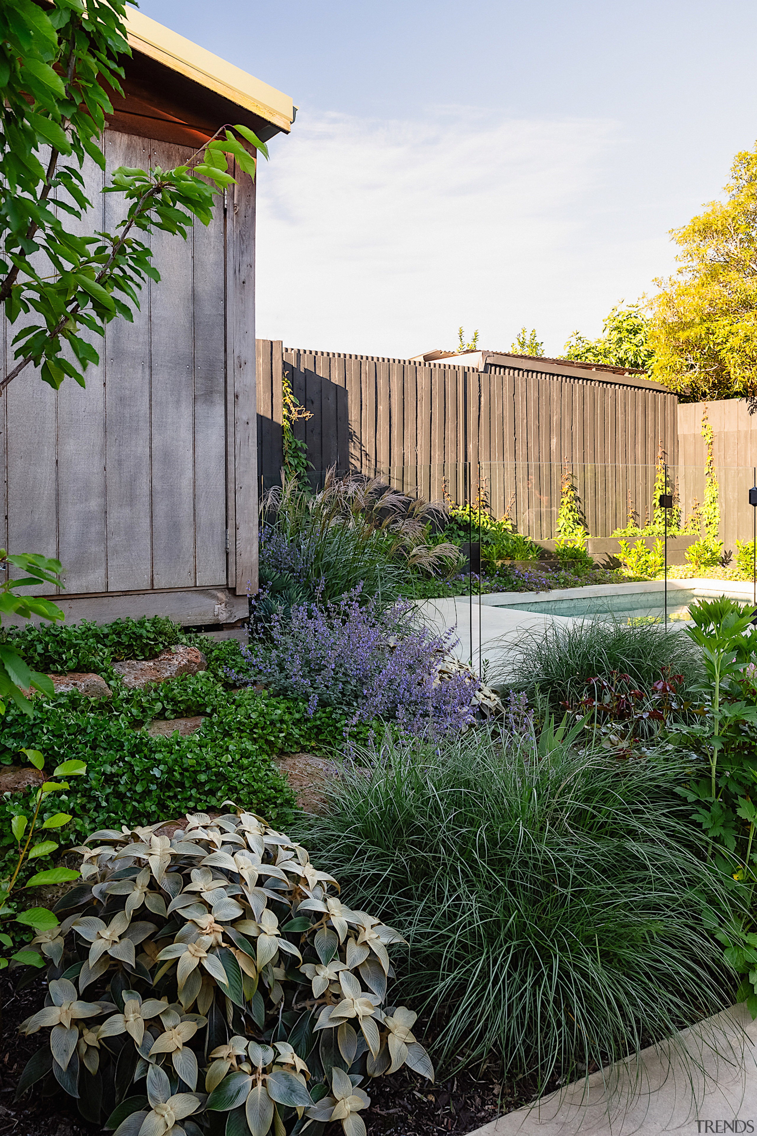 Side garden including Stobilanthes gossypina, sometimes referred to 