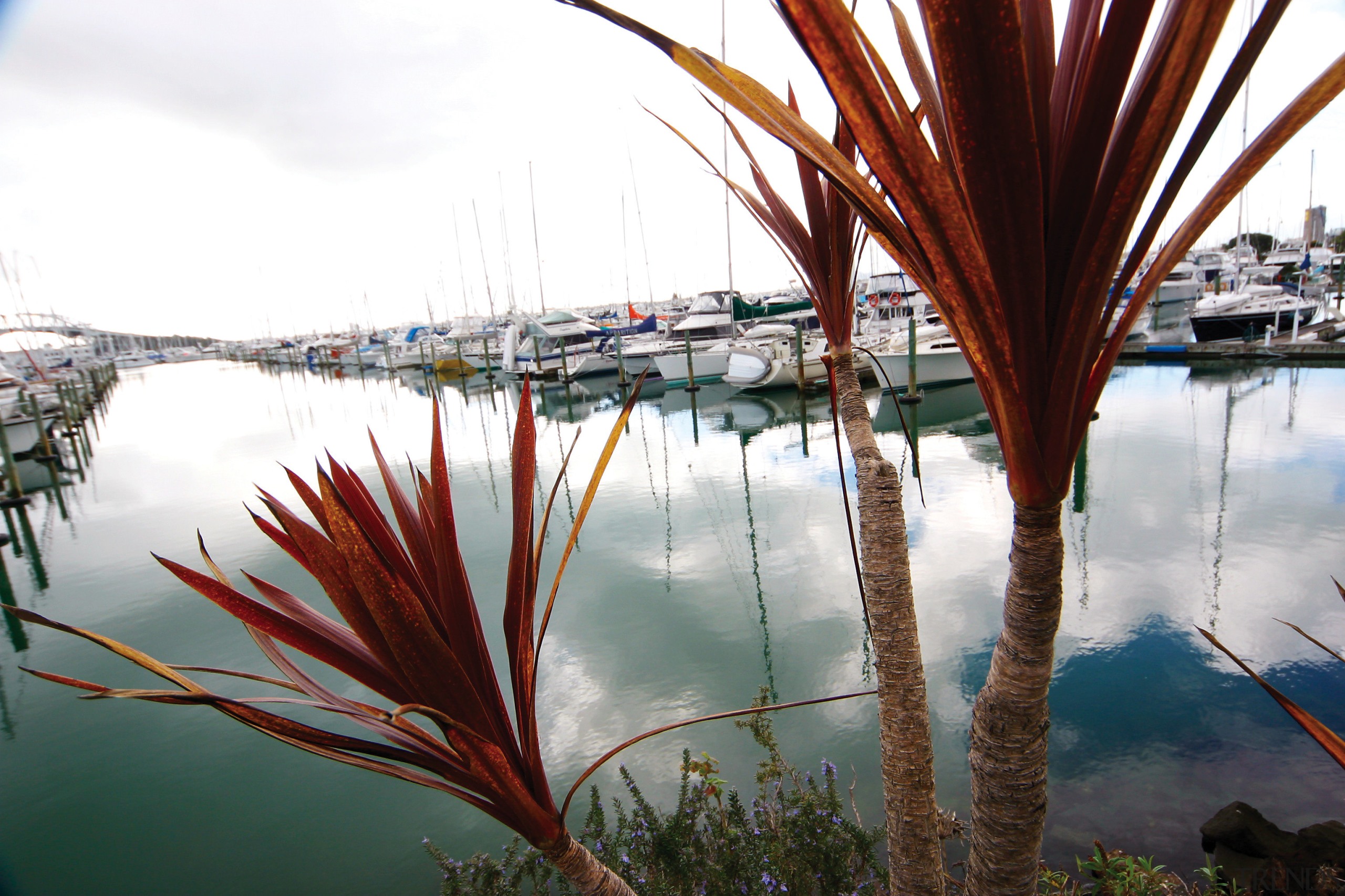 Image of the beautiful Auckland City. - Image arecales, leaf, palm tree, plant, reflection, sky, tree, water, white