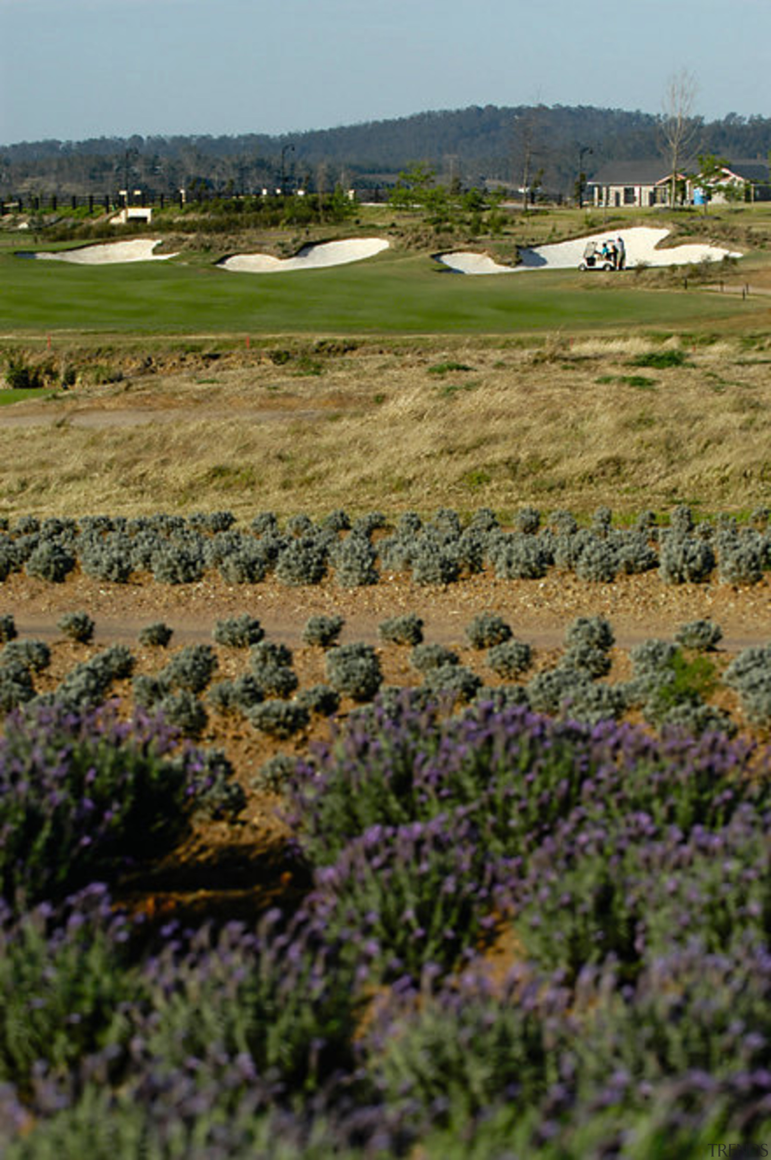 The golf course in the distance - The ecoregion, field, flower, grass, grass family, grassland, landscape, meadow, pasture, plain, plant, prairie, rural area, sky, vegetation, wildflower, brown