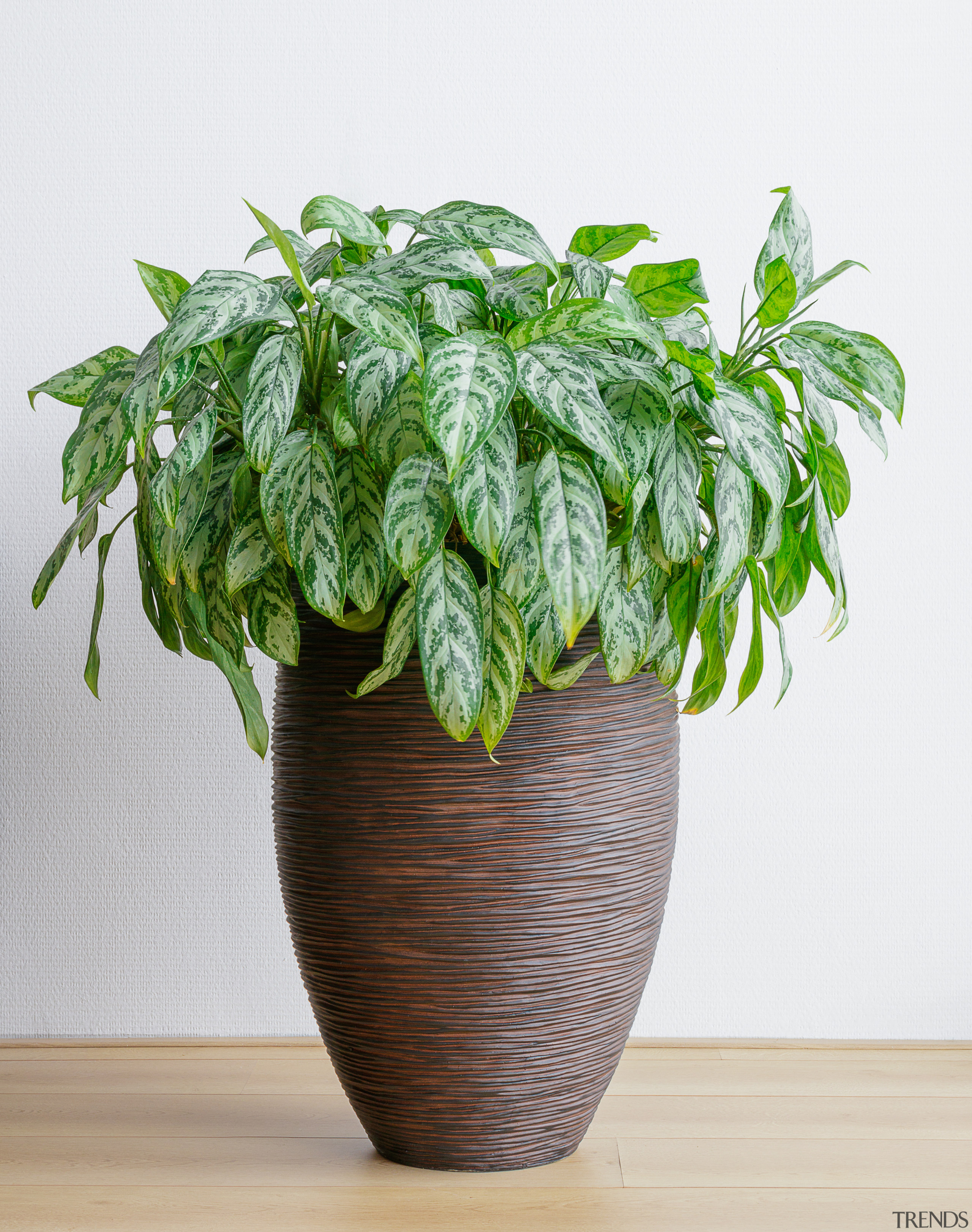 Chinese evergreen - Instagram’s most popular houseplants revealed! 