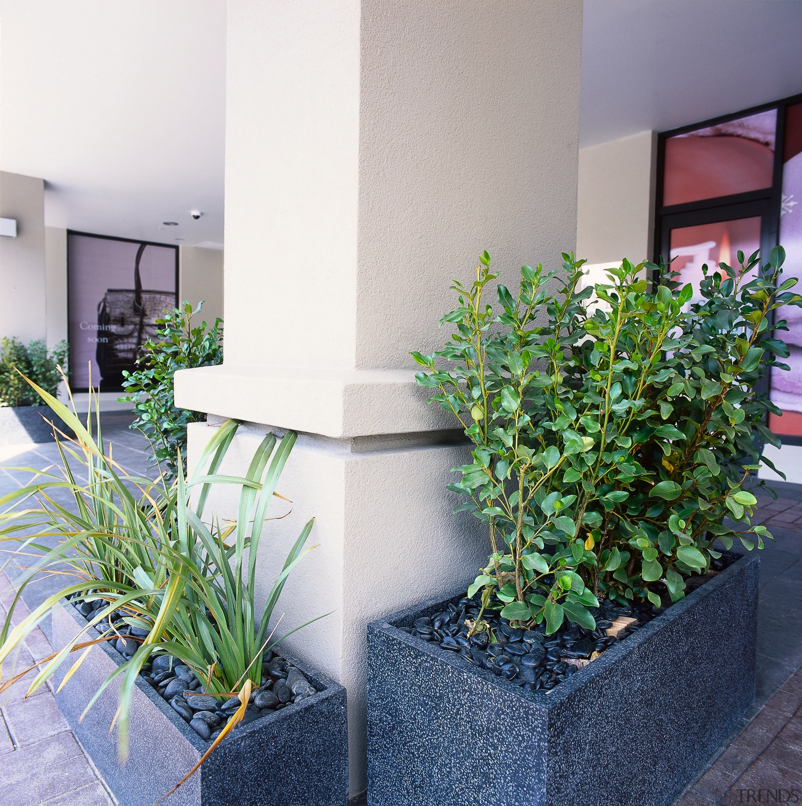 An exterior view of the plaster finish used flowerpot, herb, houseplant, plant, wall, white
