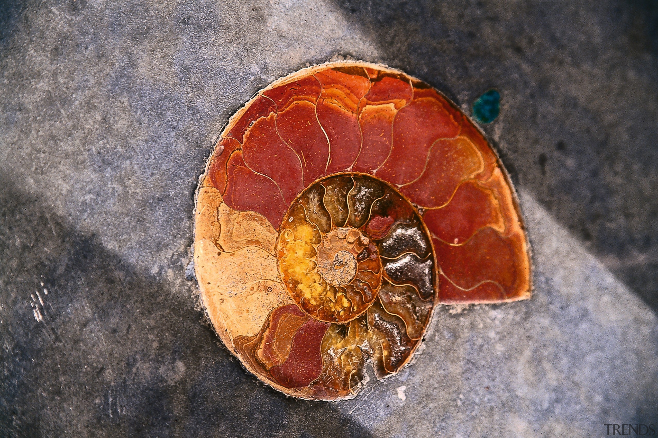 A viewof a shell inlayed into the concrete macro photography, nautilida, gray, black