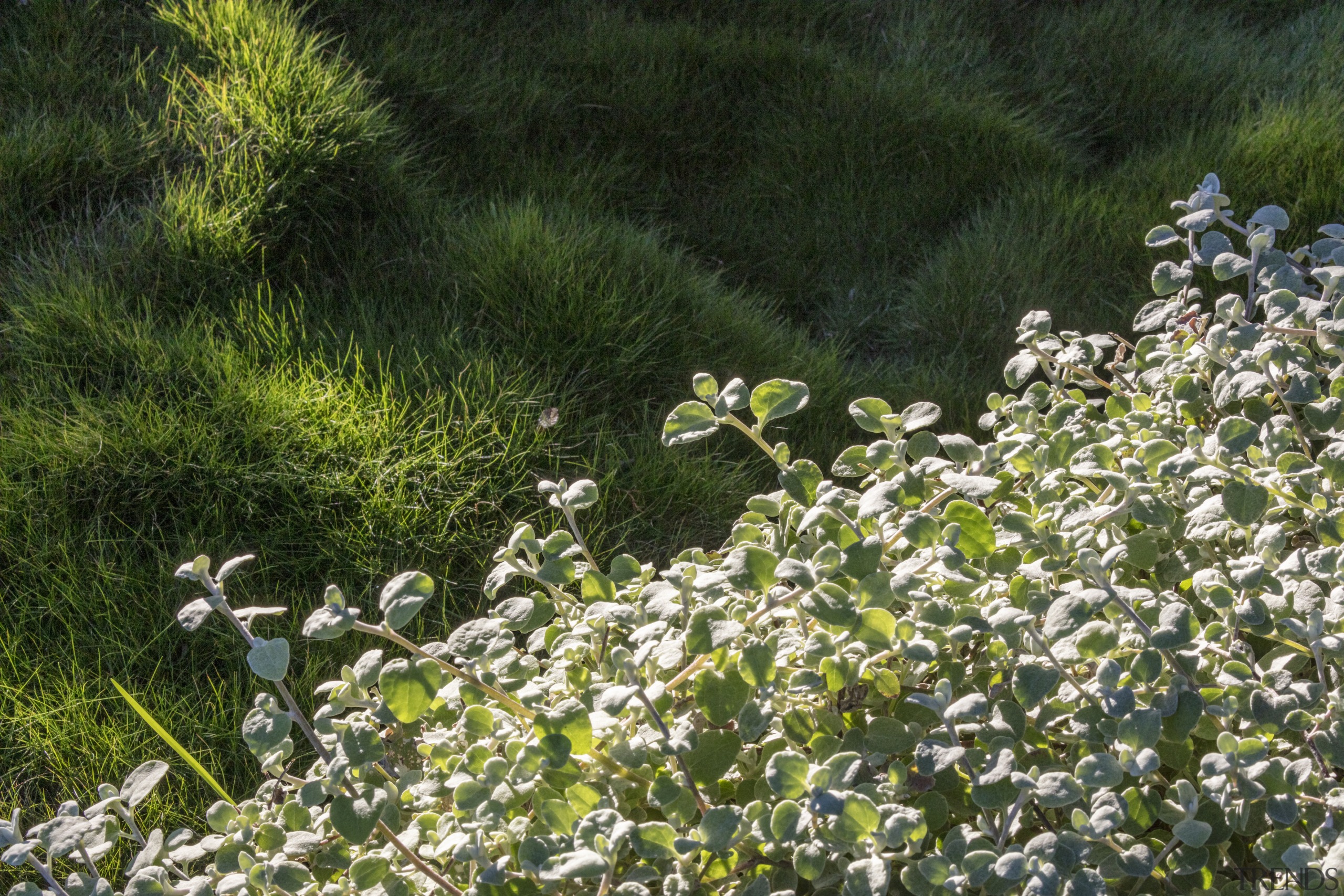 Helichrysum is in the foreground with zoysia grass 