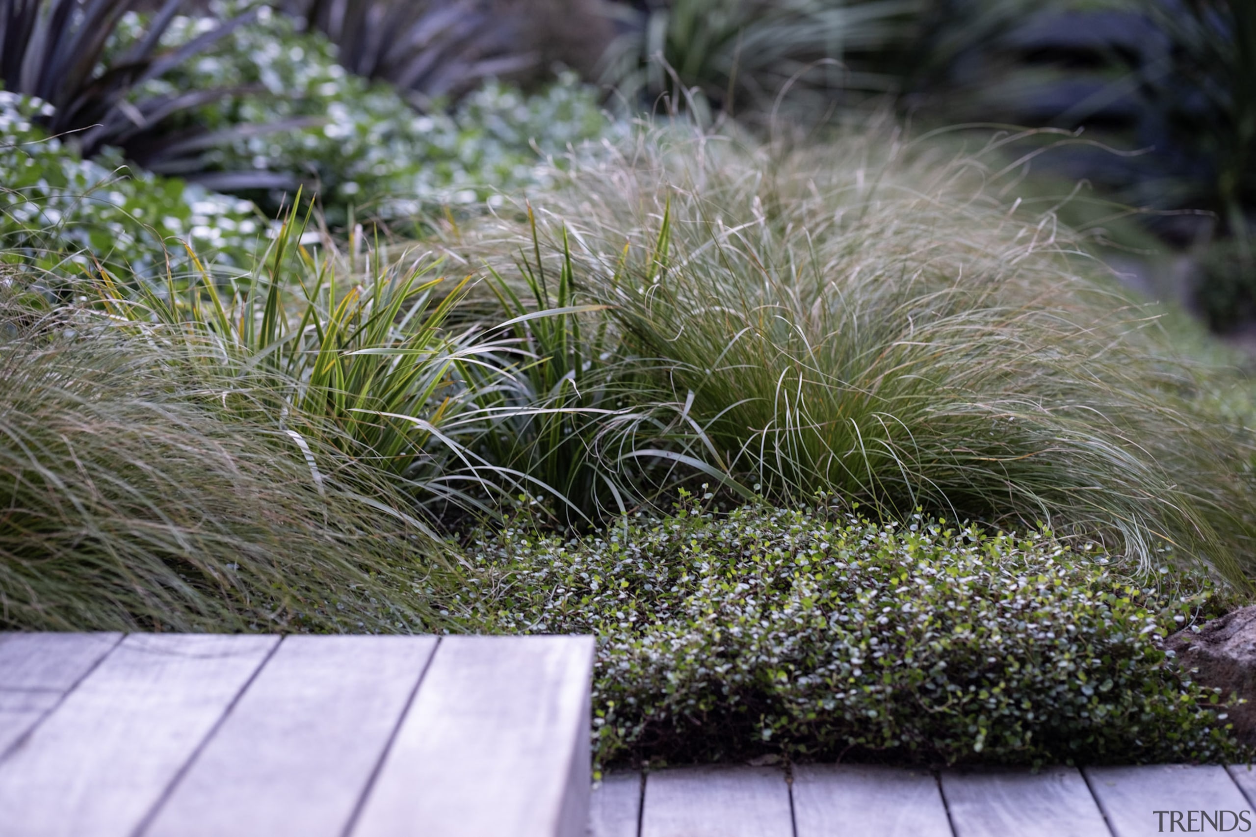 The planting design focused on swathes of mass 