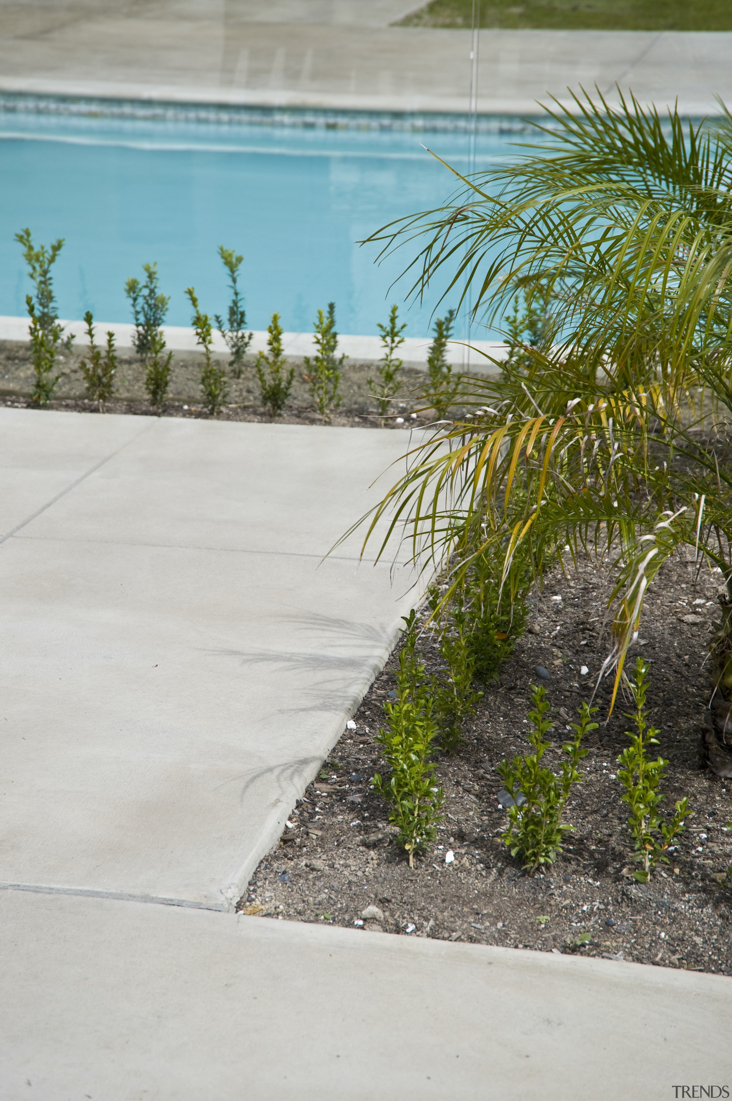 Image of coloured concrete from Peter Fell Ltd arecales, grass, palm tree, plant, tree, walkway, water, gray