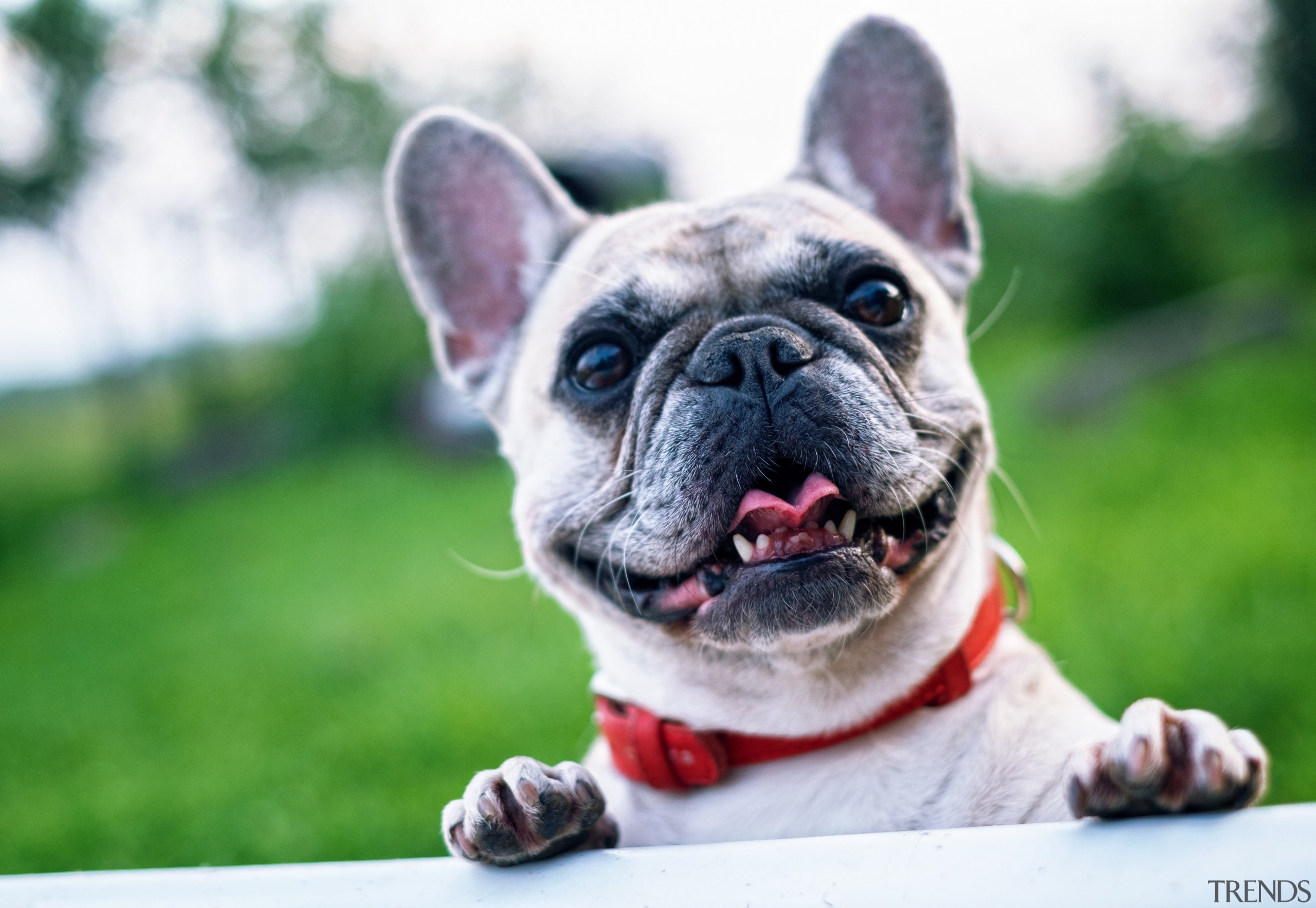 ​​​​​​​Artificial grass is pet friendly bulldog, carnivoran, companion dog, dog, dog breed, dog like mammal, french bulldog, snout, toy bulldog, white, green