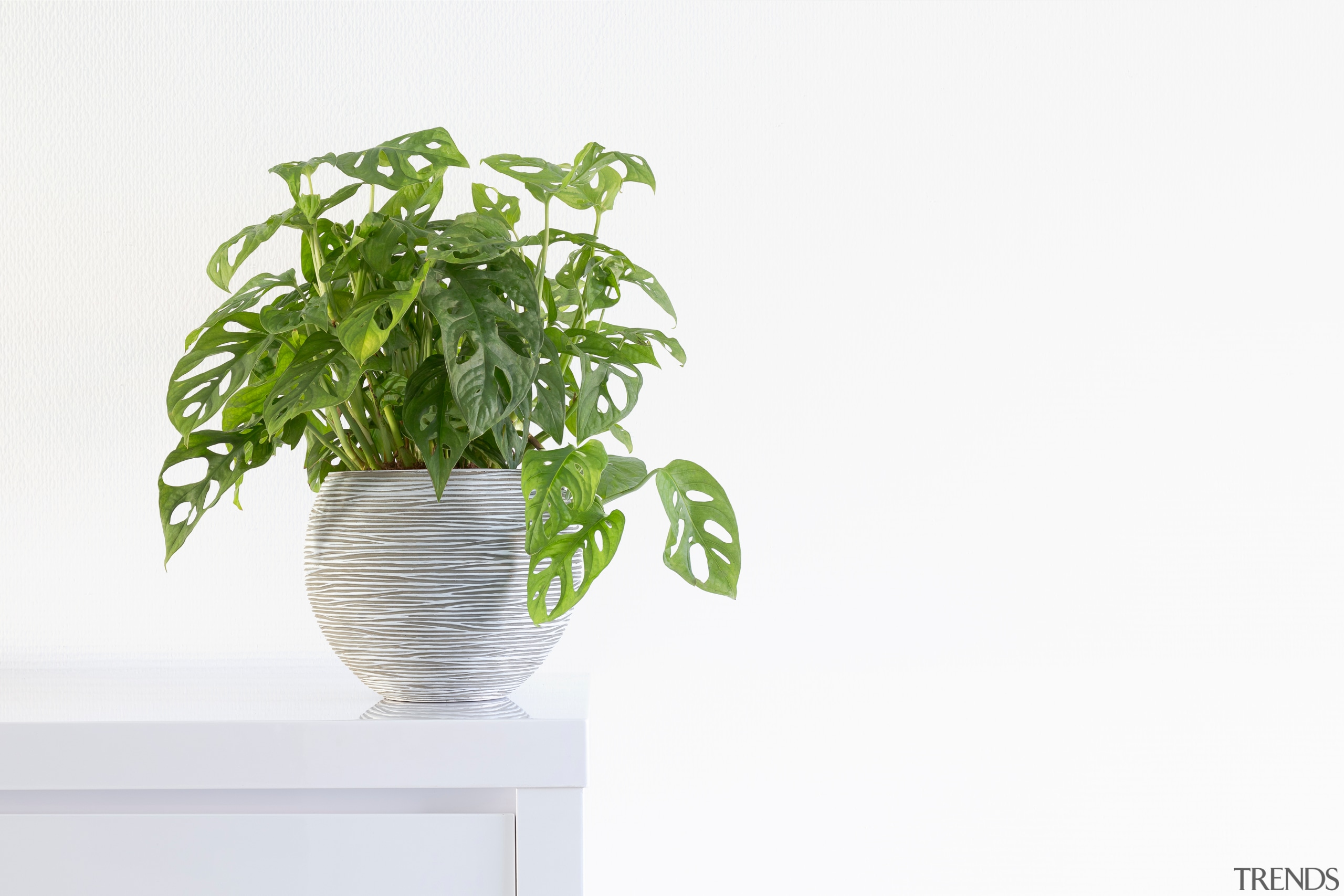 Philodendron - Instagram’s most popular houseplants revealed! - 