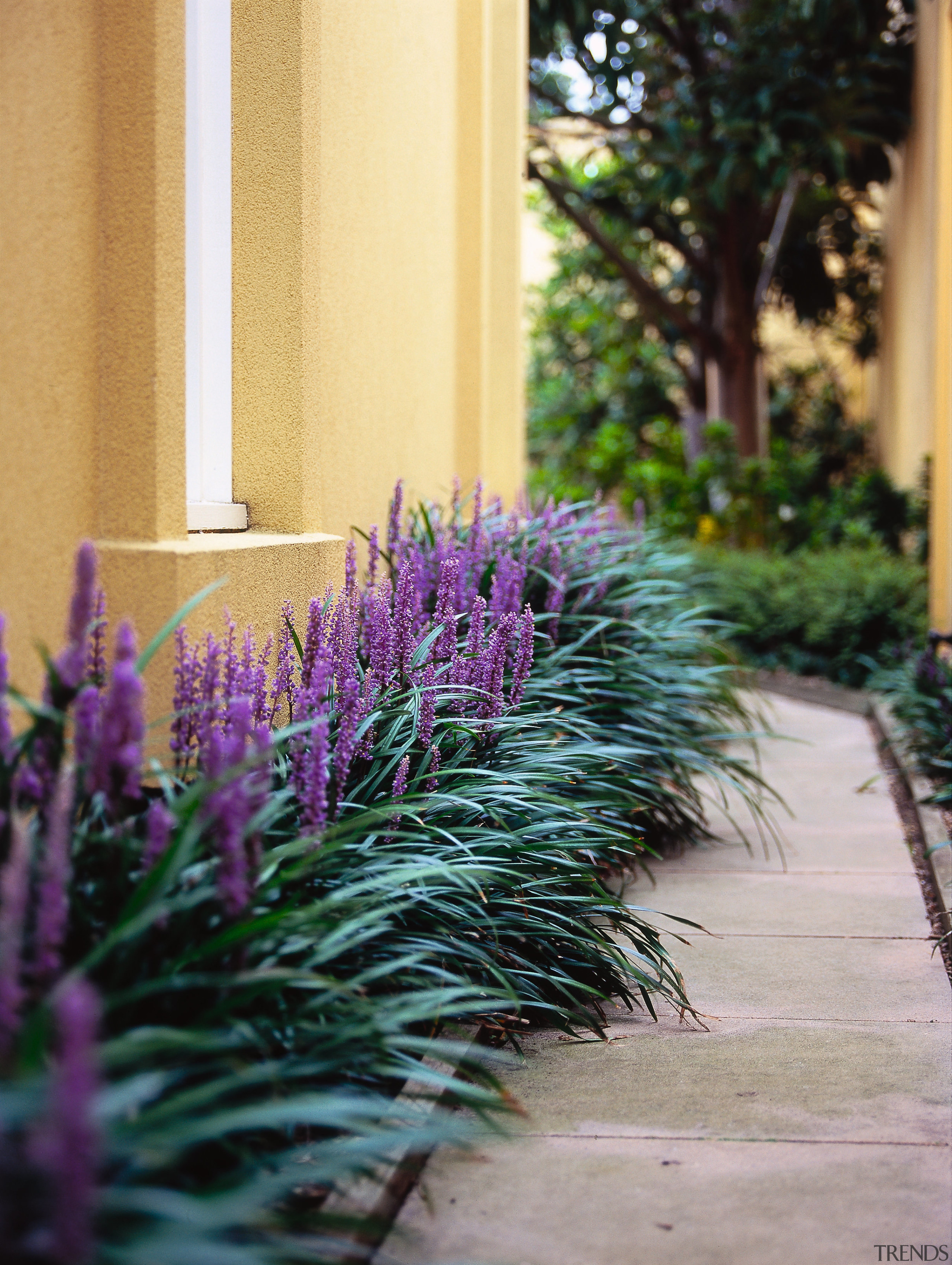 Close up view of the landscaping beside the english lavender, flora, flower, grass, lavender, plant, purple, spring