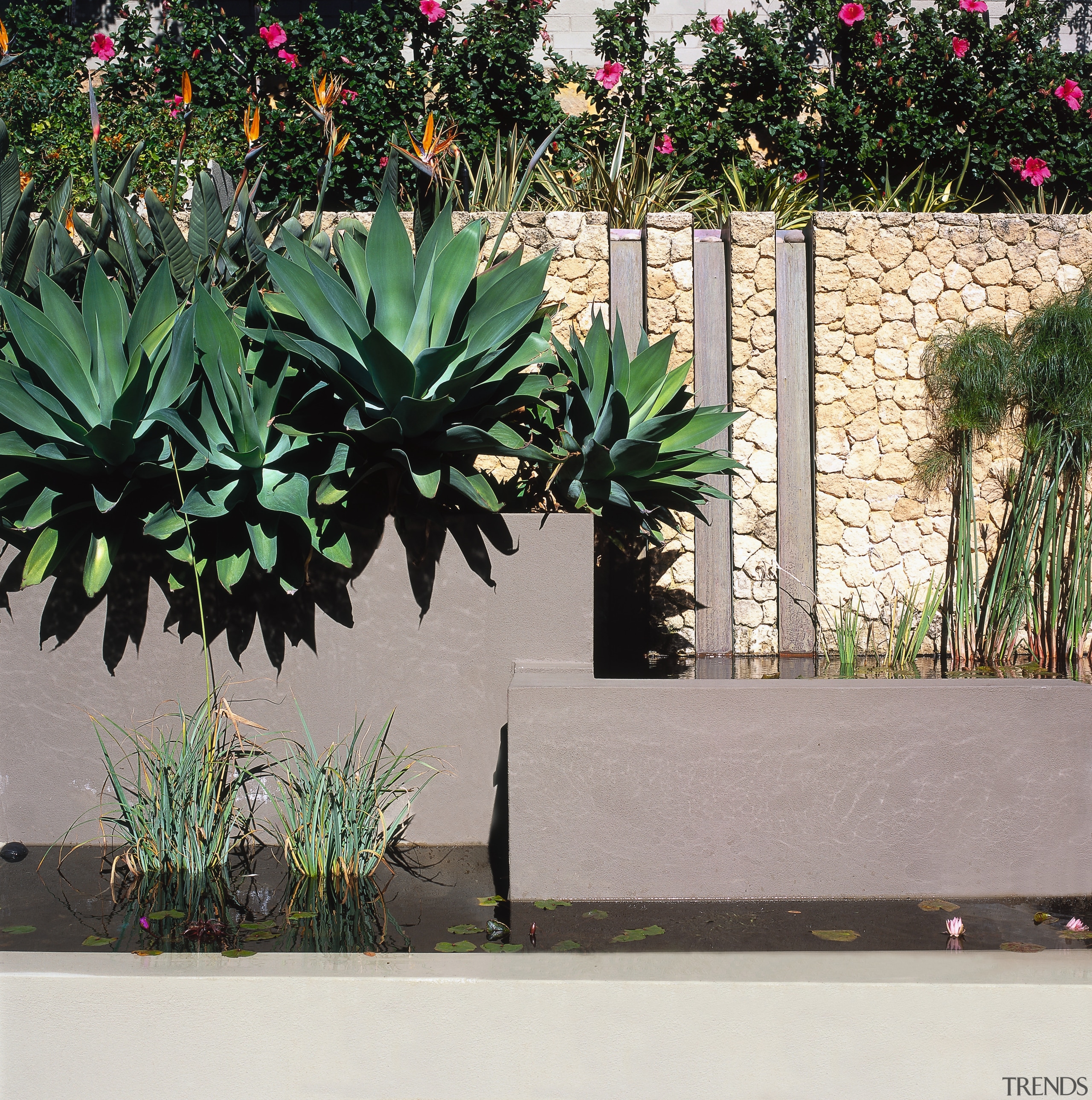 View of the limestone wall - View of agave, arecales, flora, flower, flowerpot, garden, grass, landscaping, palm tree, plant, tree, gray