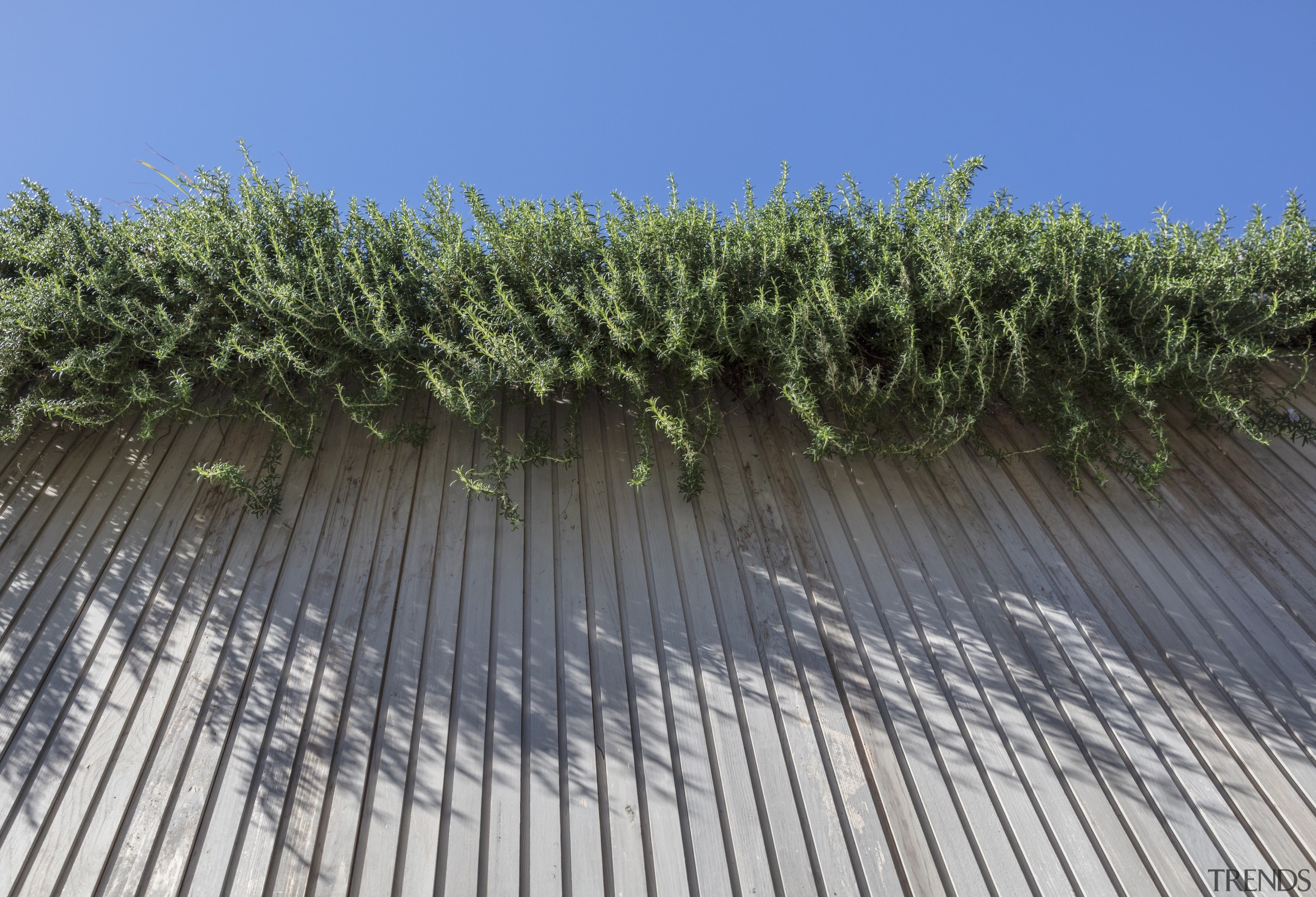 As well as softening lines, the plantings add 