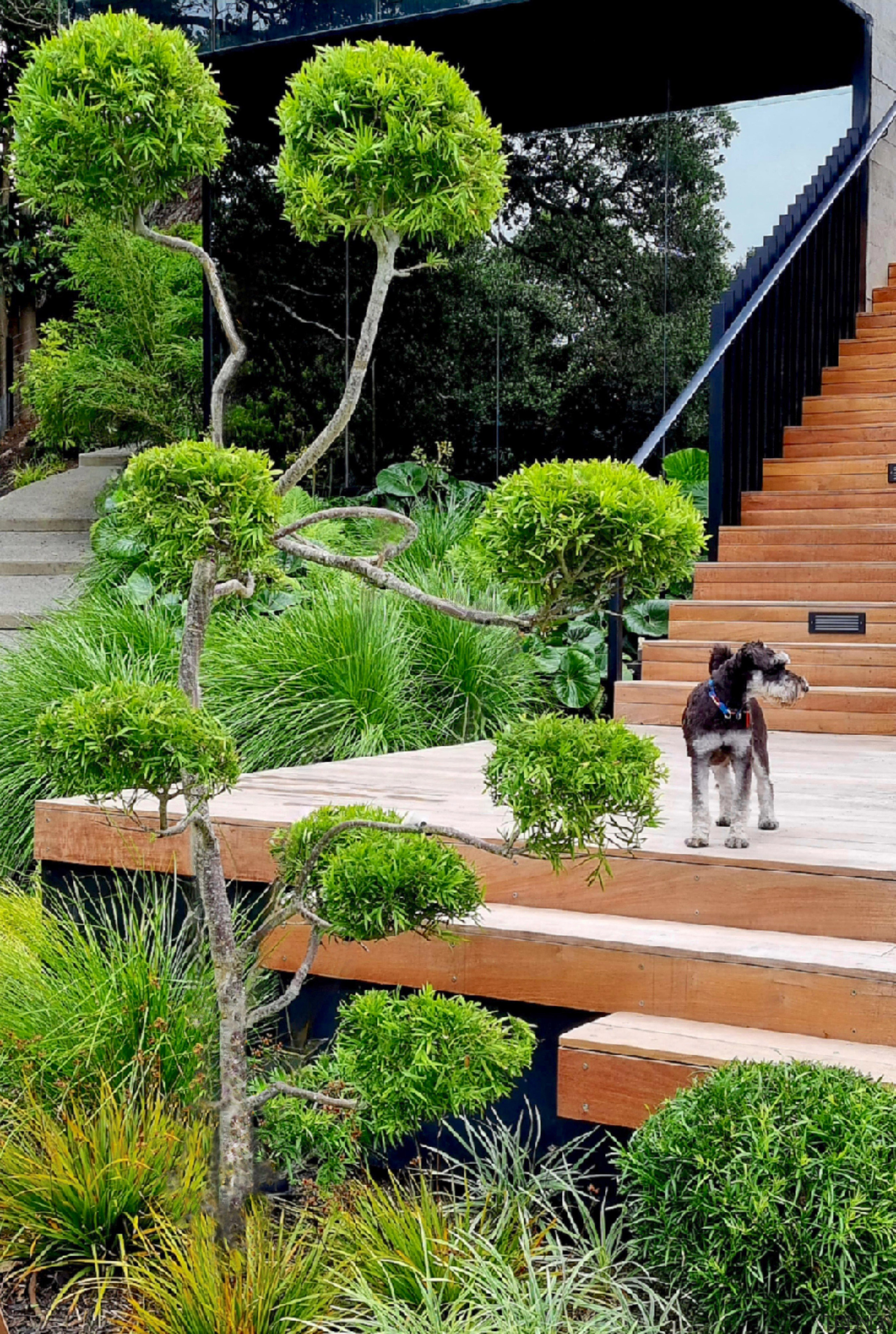 Freshly clipped topiary and a freshly clipped pup, 