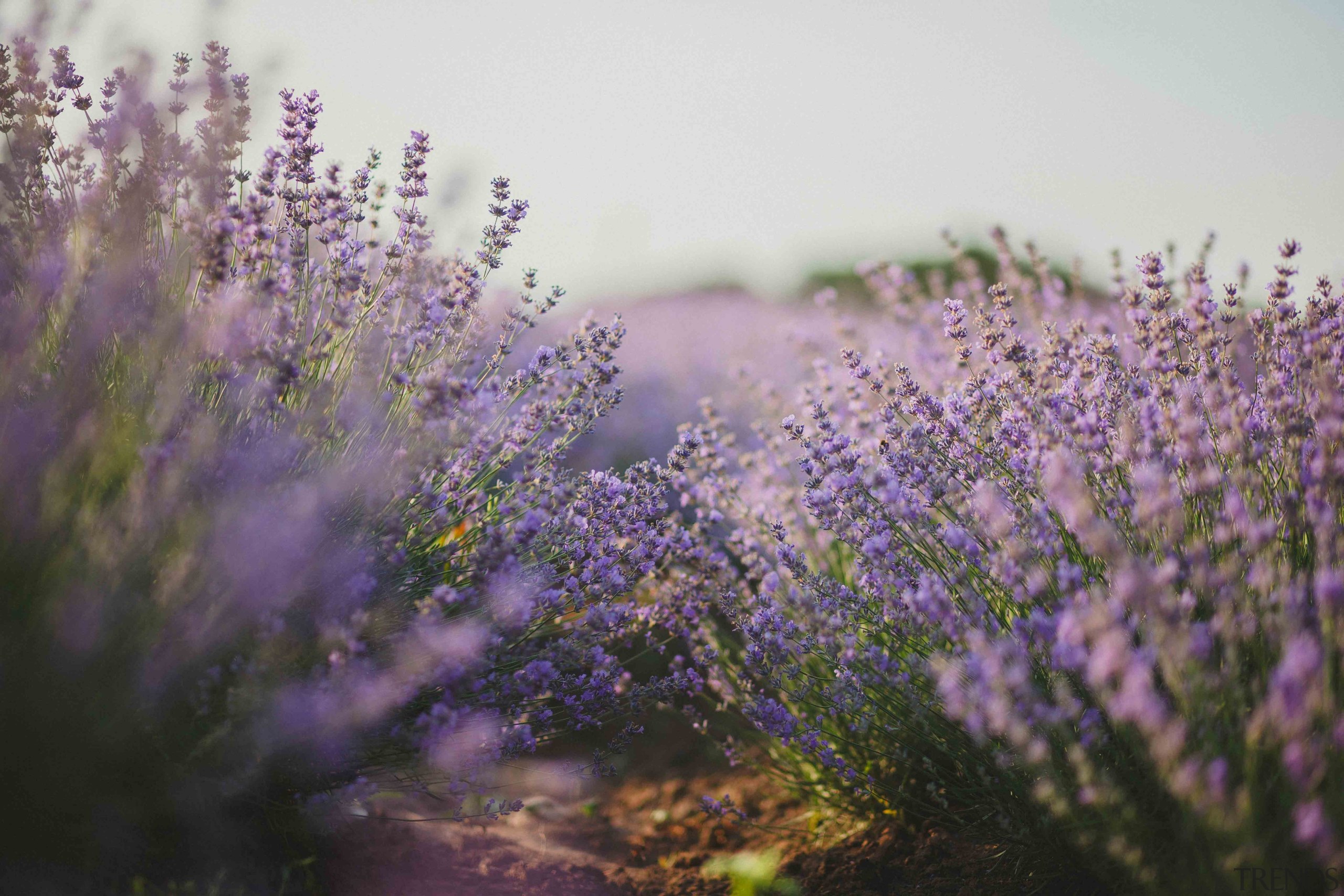 Choose plants like Lavender, which will grow or common sage, english lavender, flower, flowering plant, lavandula dentata, lavender, lilac, nepeta, plant, purple, spring, violet, white