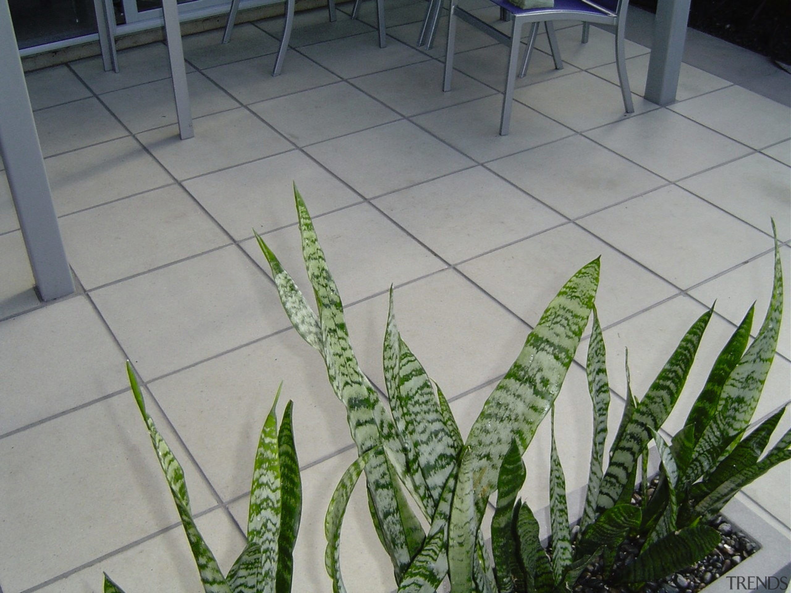 A view of some paving. - A view grass, leaf, plant, gray