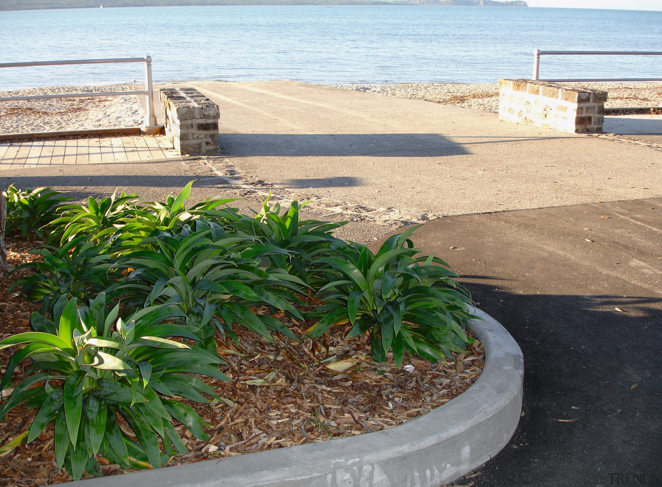 Footpath and garden next to beach. - Footpath arecales, grass, palm tree, plant, tree