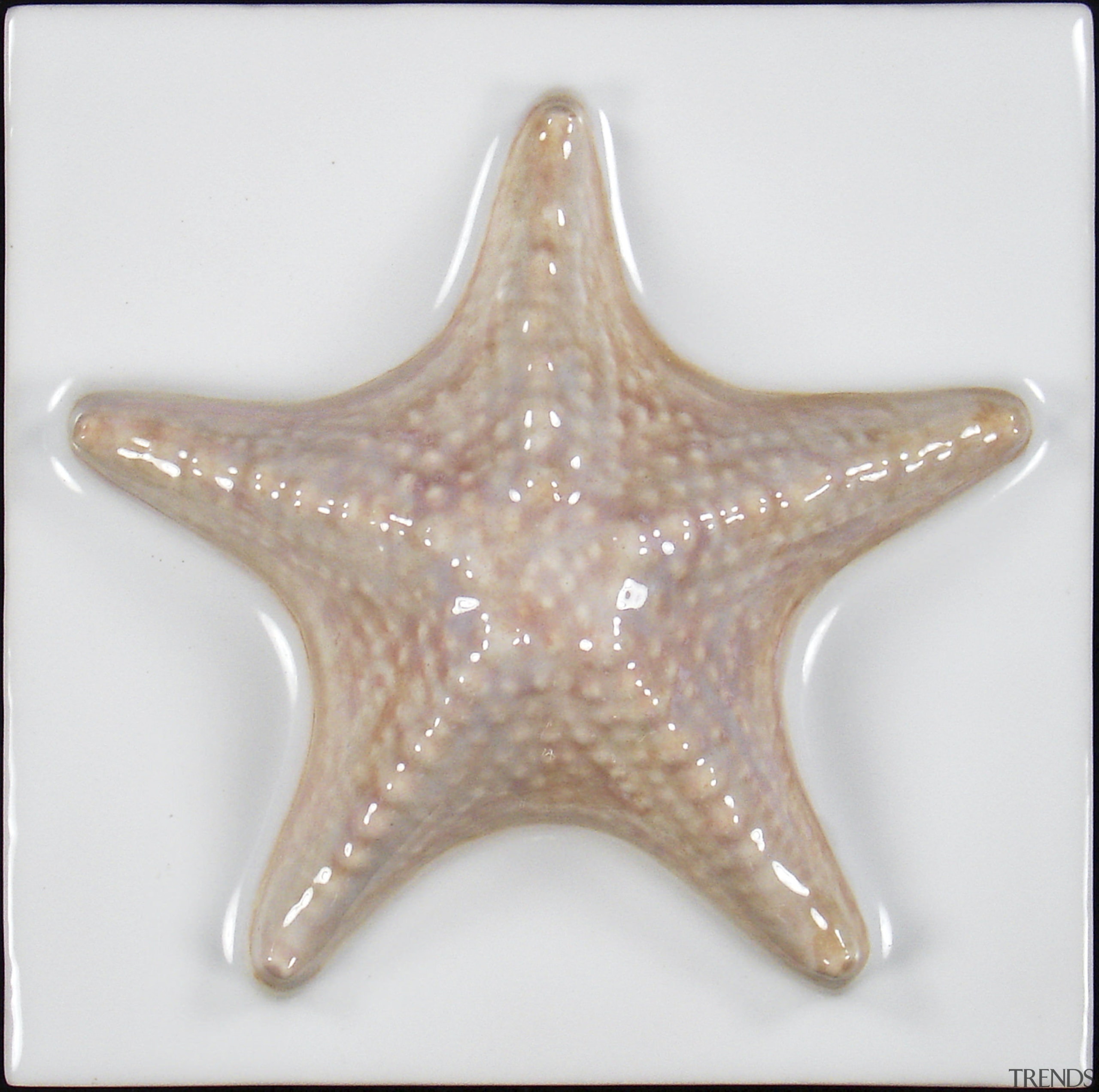 Image of an intricate tile design by Timeless conchology, echinoderm, invertebrate, marine invertebrates, organism, starfish, white, gray