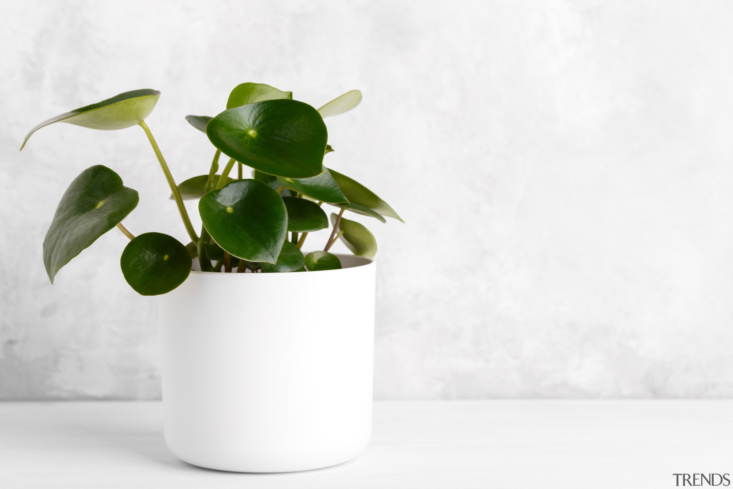 Peperomia - Instagram’s most popular houseplants revealed! - 