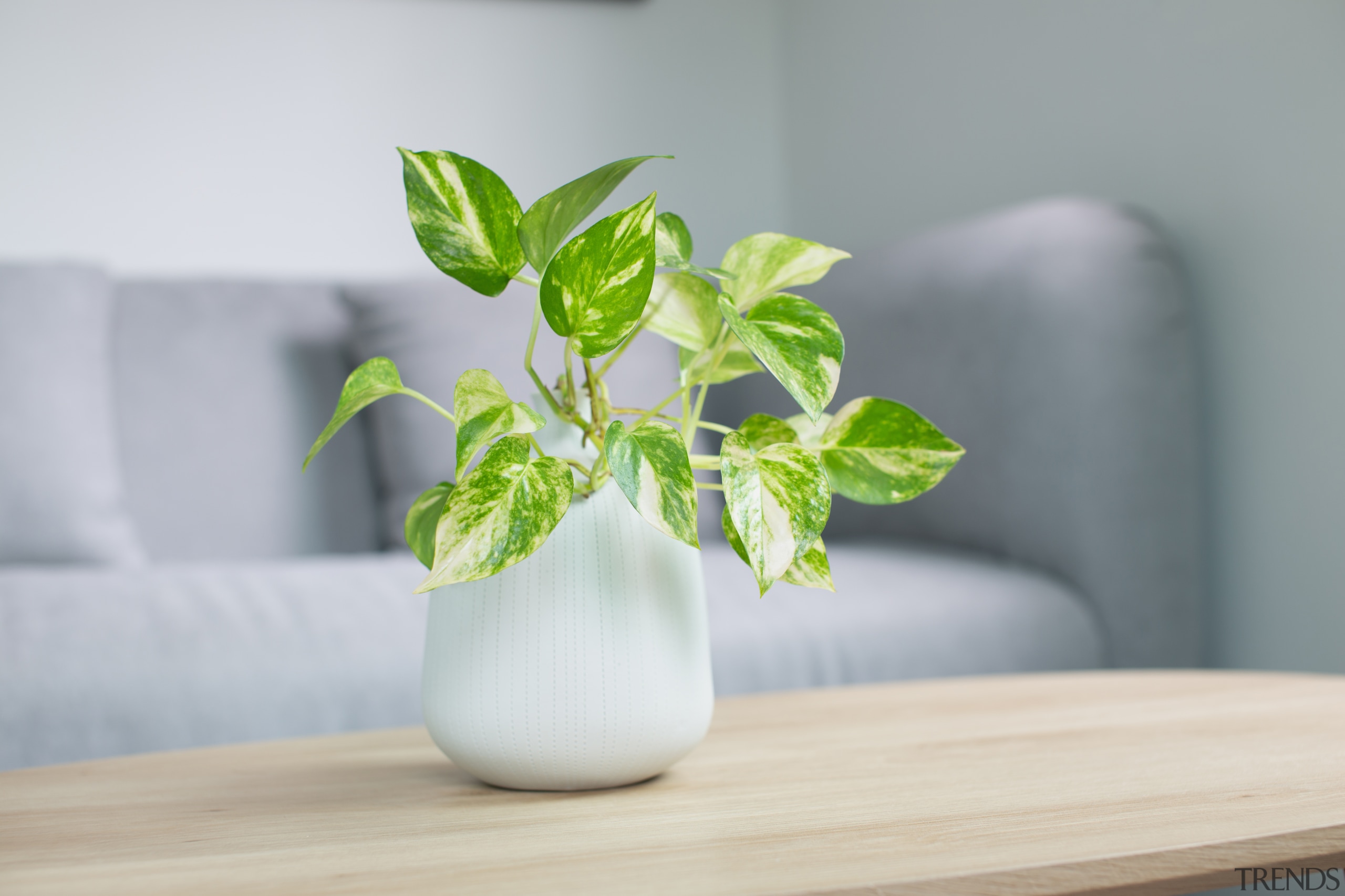 Pothos - Instagram’s most popular houseplants revealed! - 