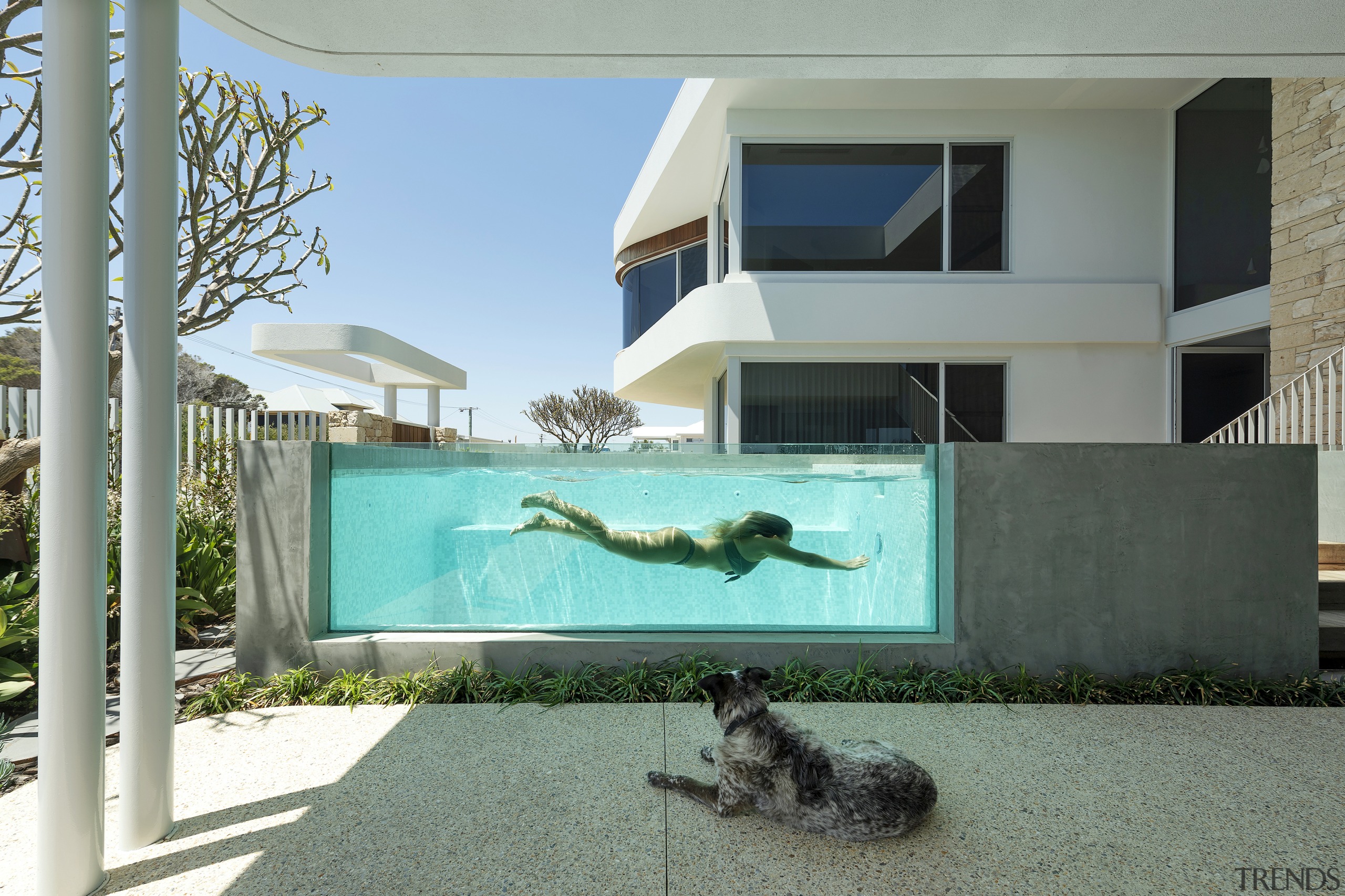 One family member checks out another's dog paddle 