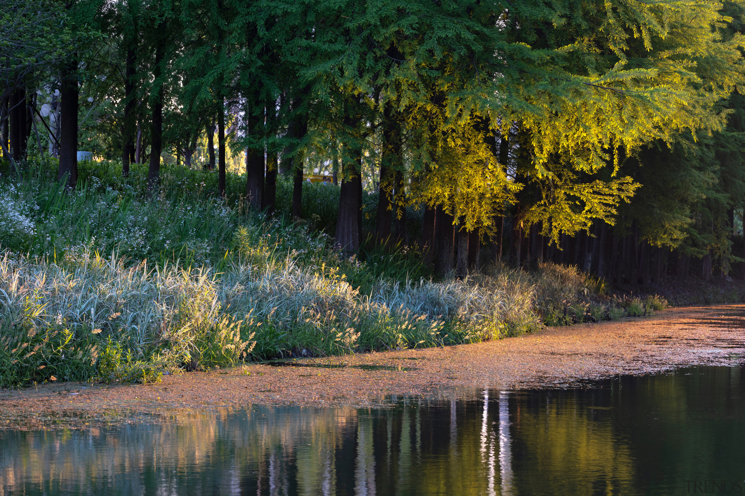 The design of the riverside greenbelt prioritizes the 