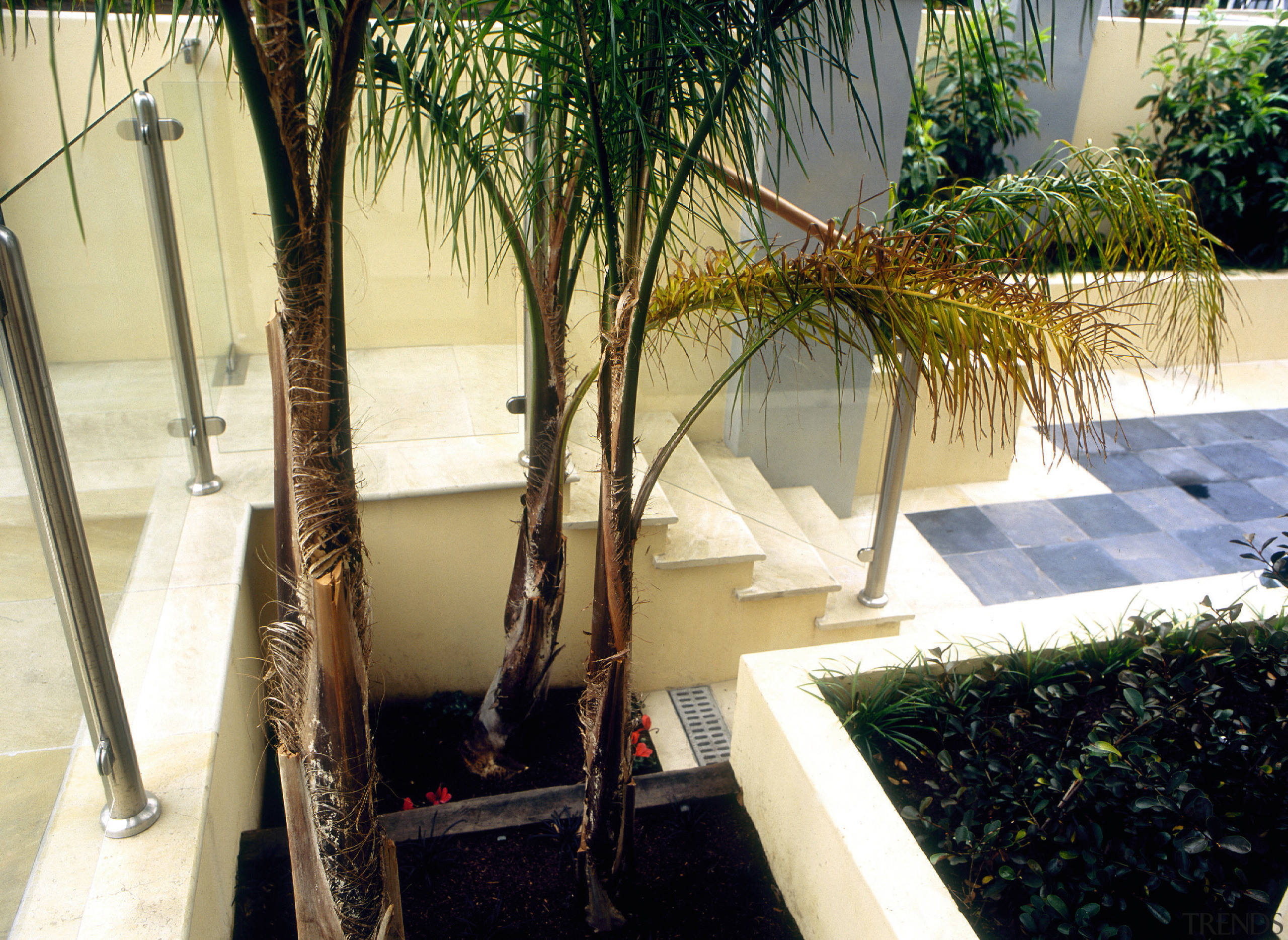 Outdoor garden and paved area with light sandstone arecales, outdoor structure, palm tree, plant, property, real estate, tree