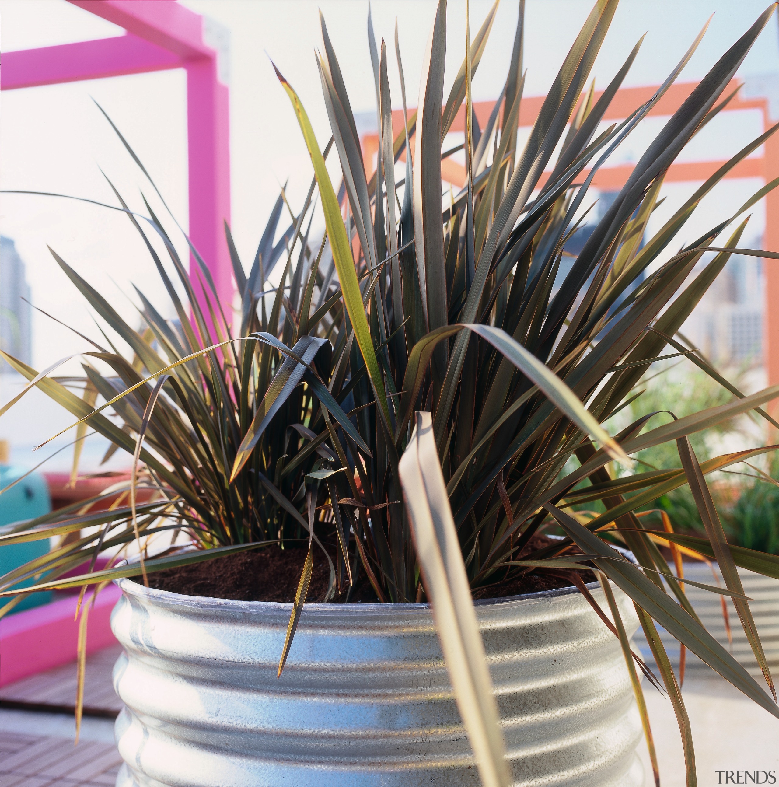 An exterior view of the patio area which flowerpot, plant, white