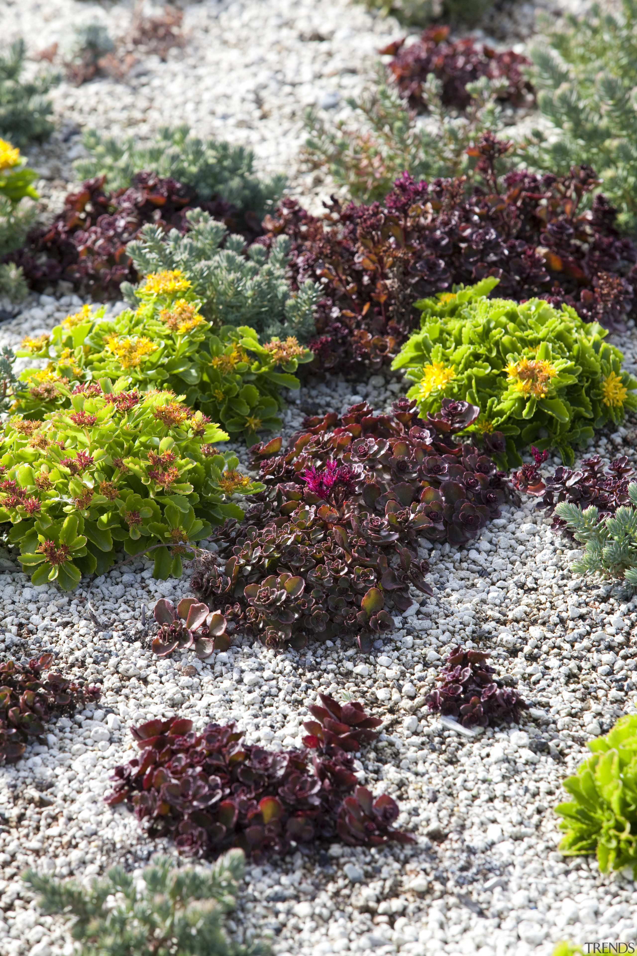 View of green roof at Remarkables Primary School. annual plant, flora, flower, garden, groundcover, herb, plant, shrub, subshrub, vegetation, white