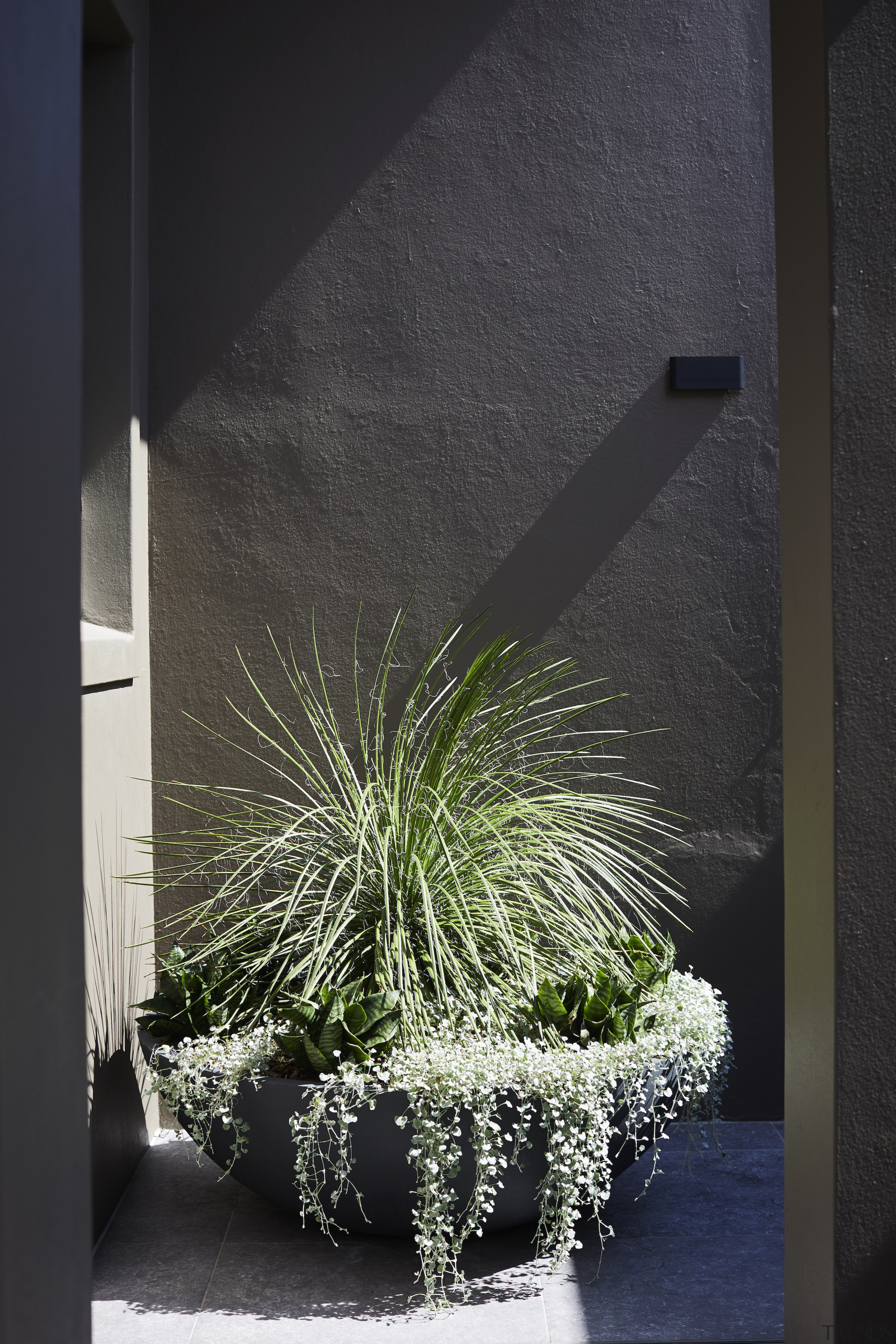Carefully selected plantings thrive in Sydney’s coastal climate, 