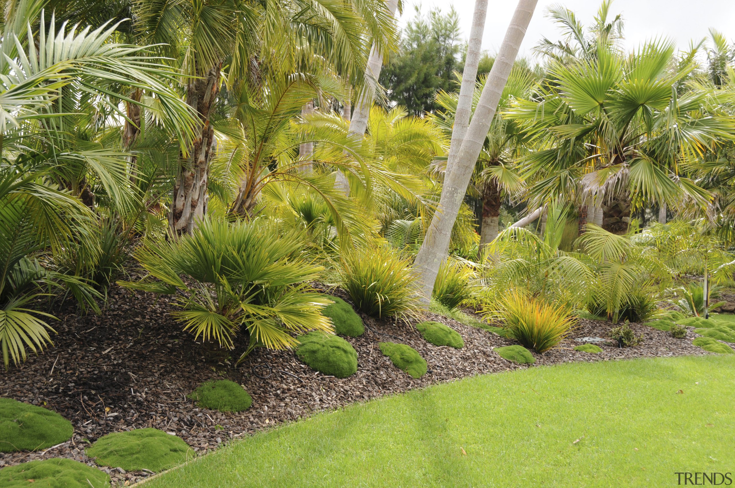 View of a designed and landscaped garden which arecales, botanical garden, ecosystem, flora, garden, grass, grass family, landscape, landscaping, lawn, palm tree, plant, tree, tropics, vegetation, yard, brown, green