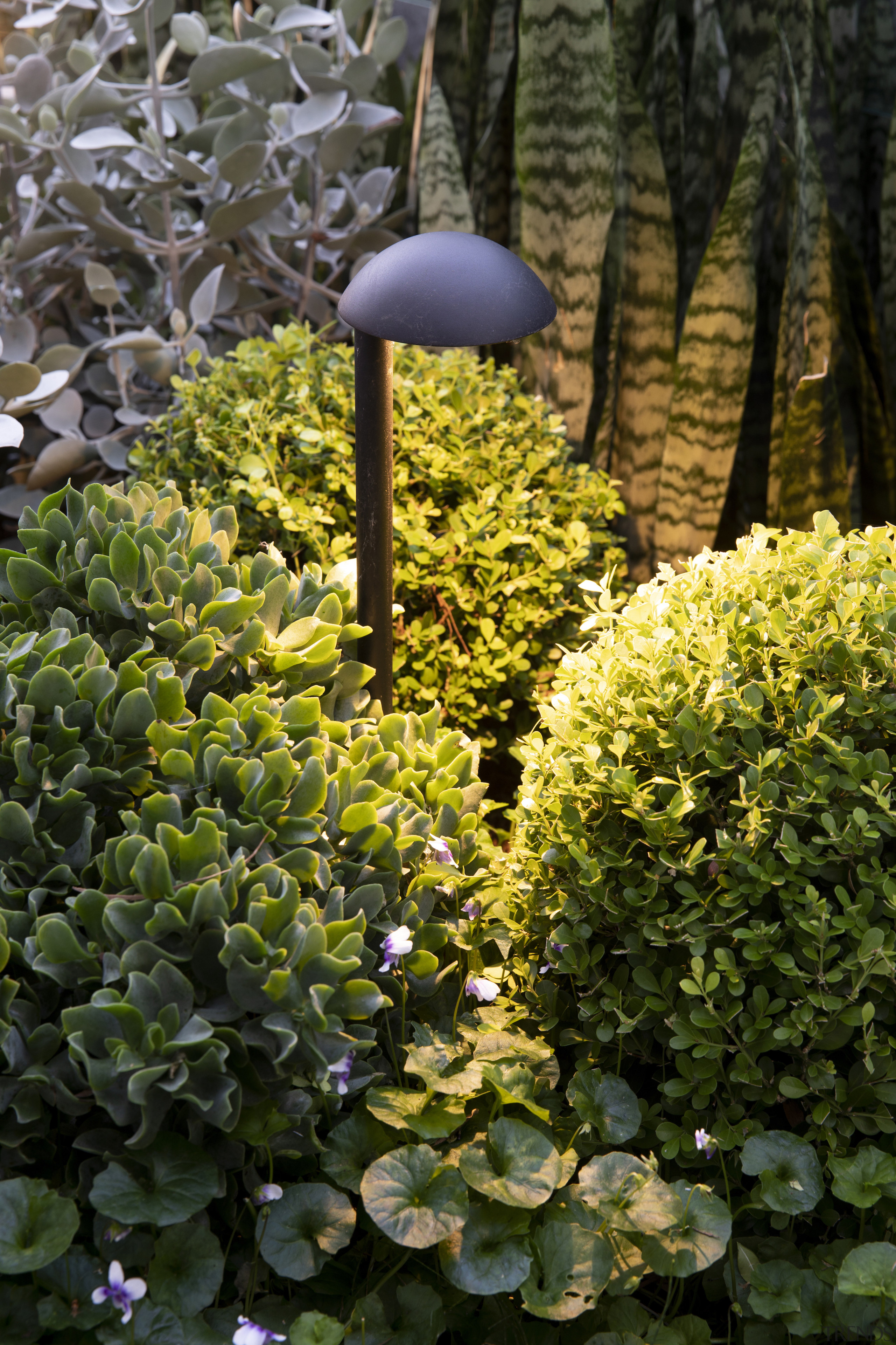 Lighting accentuates the lush plantings. - Swimmer's delight 
