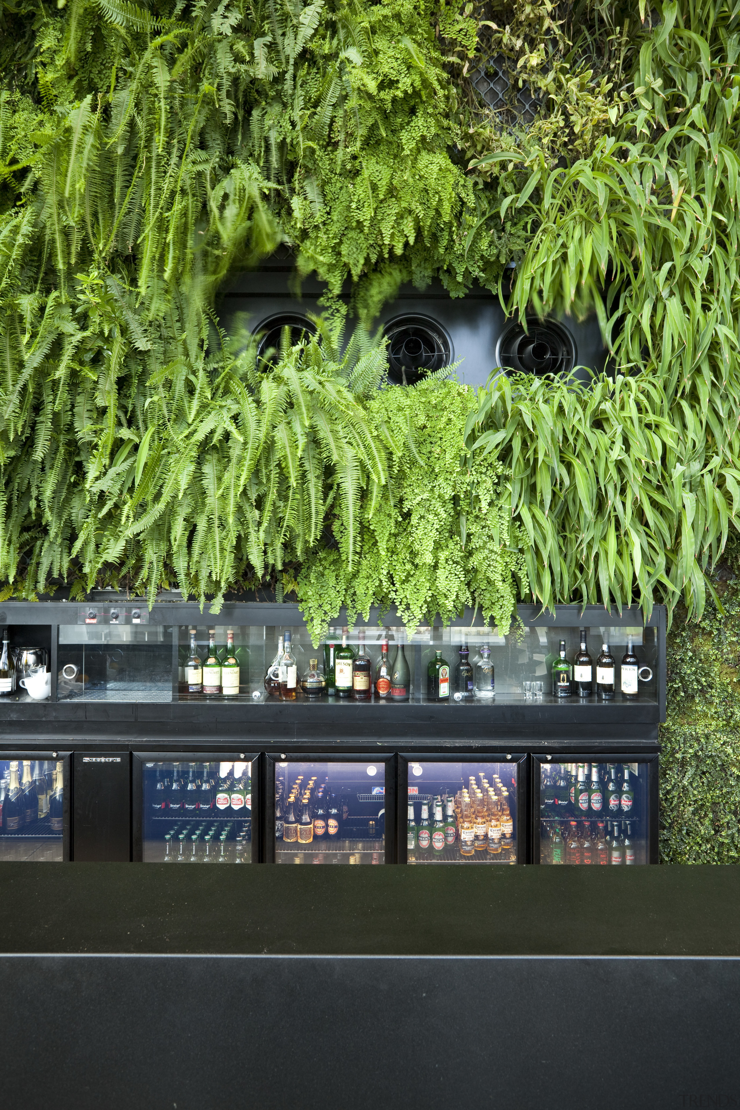 Kitchen at the Novotel Auckland Airport. - Kitchen grass, green, leaf, plant, tree, water, woody plant, green, black