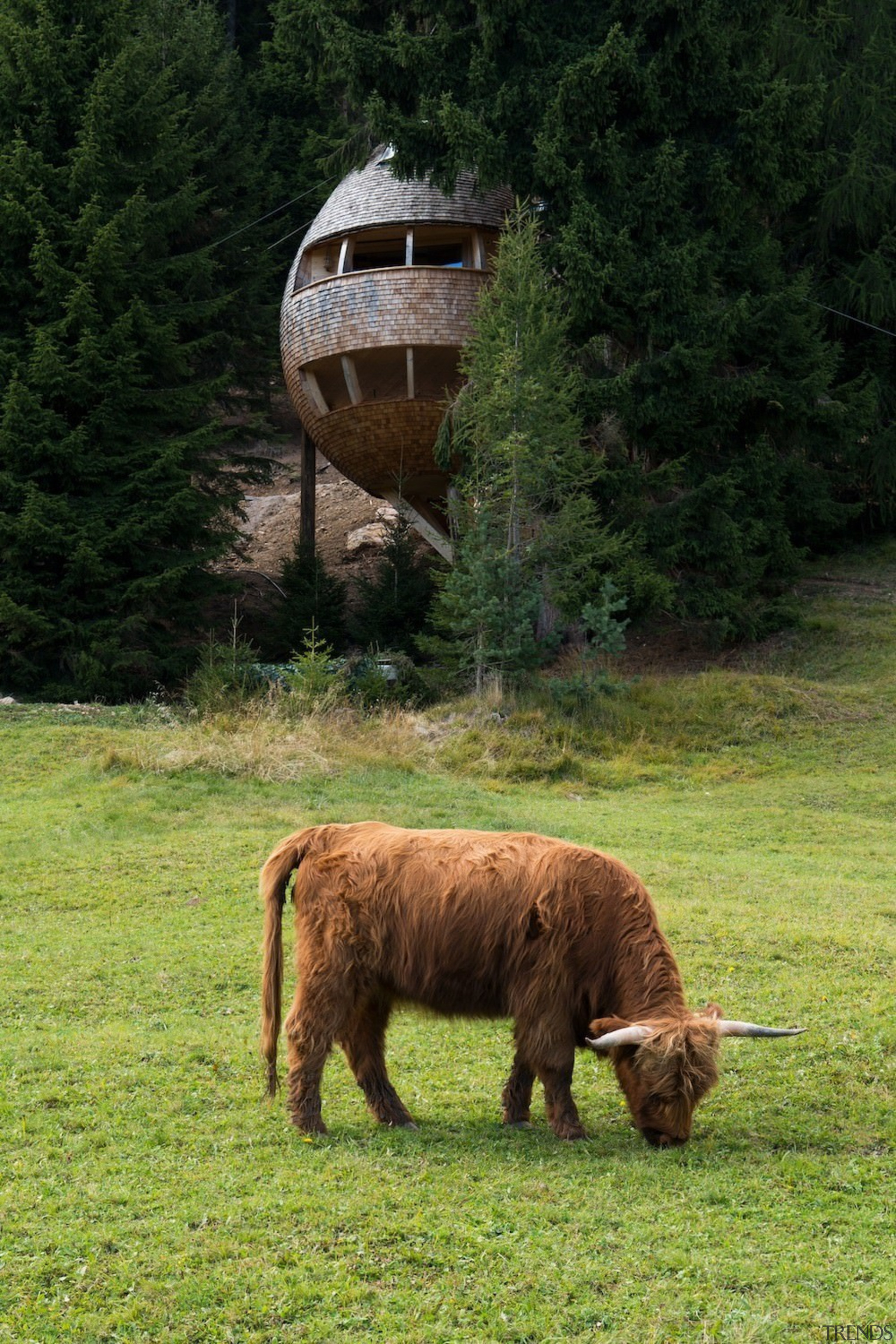 A cow grazing outside the treehouse - A cattle like mammal, farm, field, grass, grassland, grazing, hay, highland, meadow, pasture, rural area, tree, wildlife, black