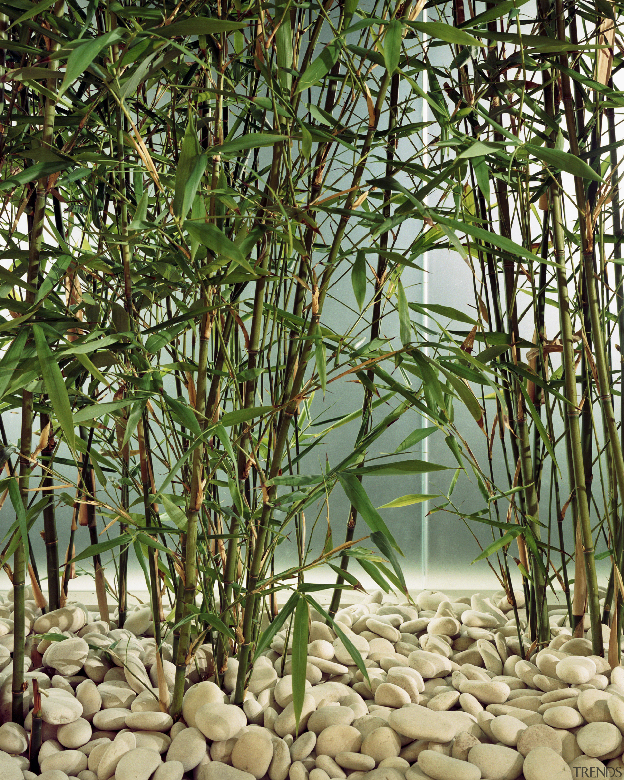 Banbo plants in the office. - Banbo plants bamboo, grass, grass family, plant, green, brown