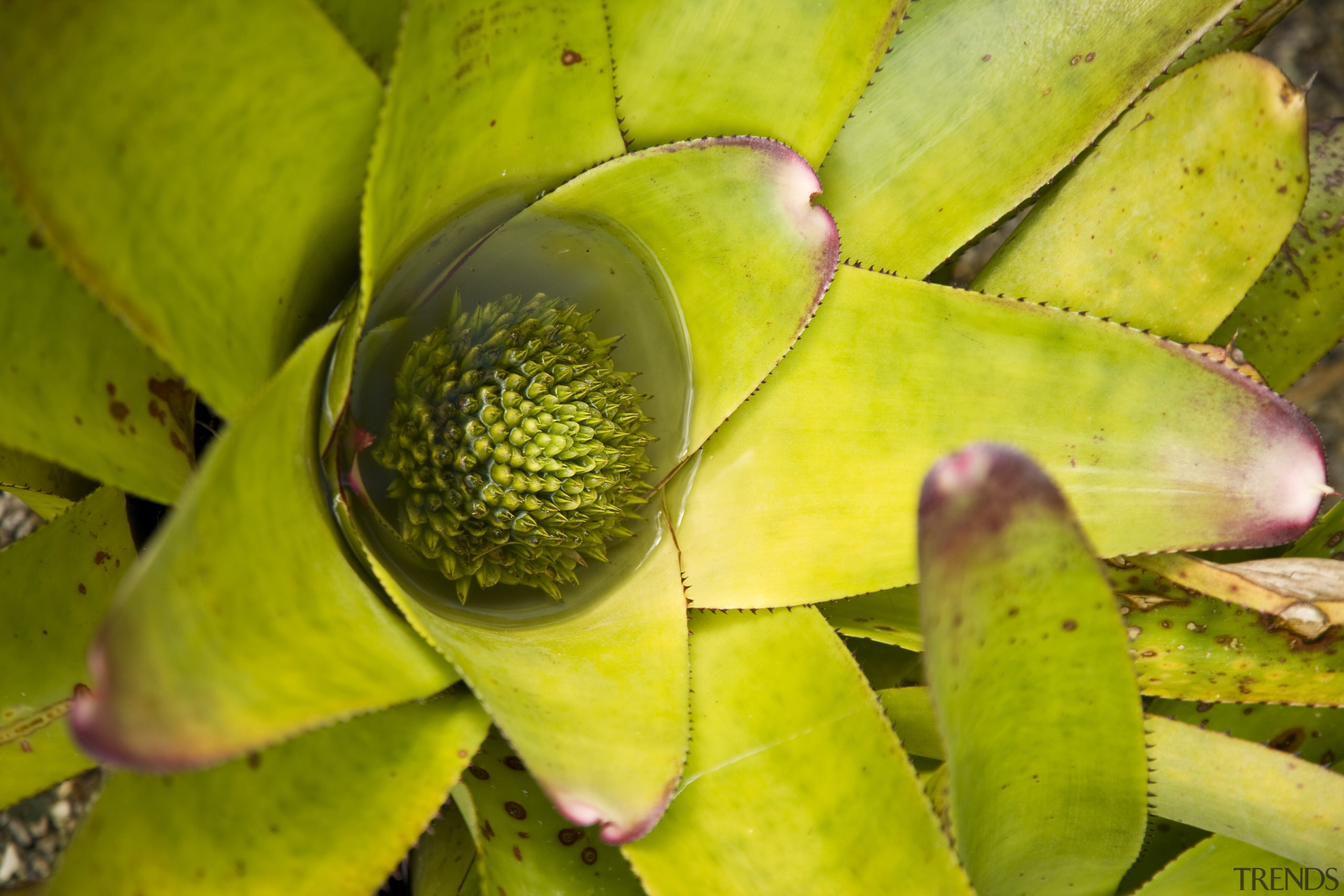 View of a planting in this landscaped garden. close up, flora, flower, leaf, macro photography, plant, vegetation, brown, yellow