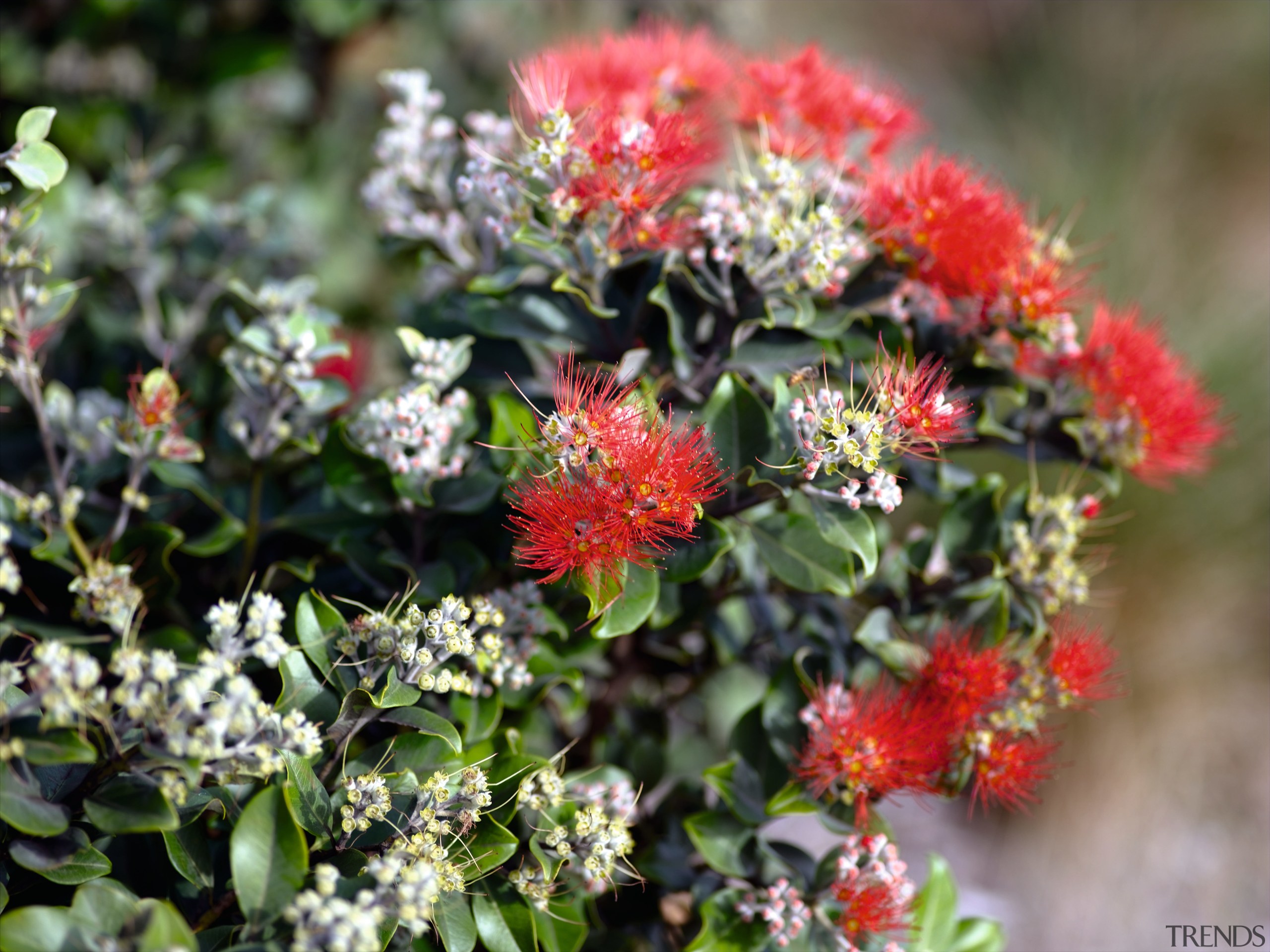 A view of these landscaped gardens and pool flora, flower, flowering plant, plant, shrub, gray
