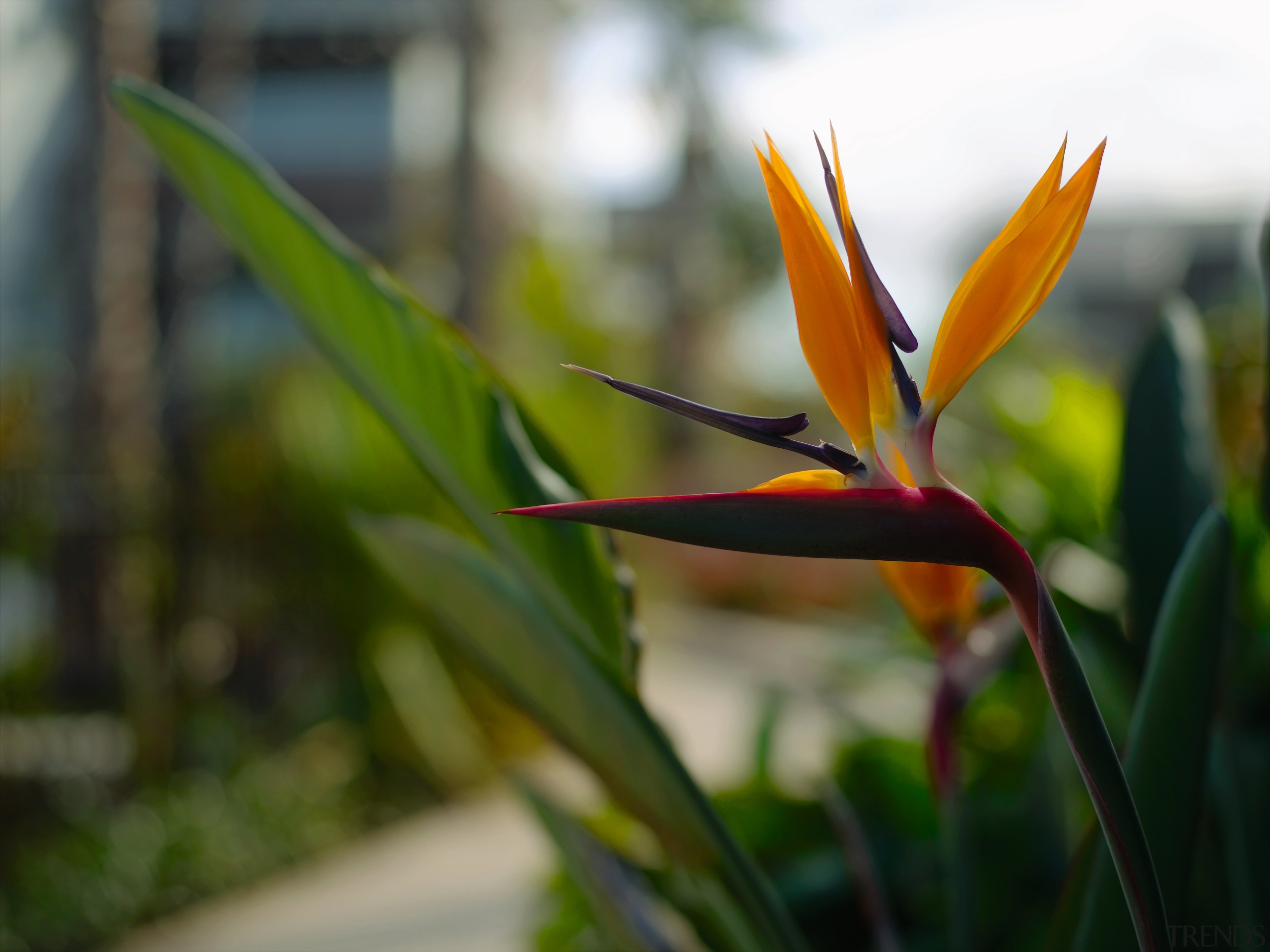 A view of these landscaped gardens and pool beak, bird, close up, flora, flower, plant, spring, brown