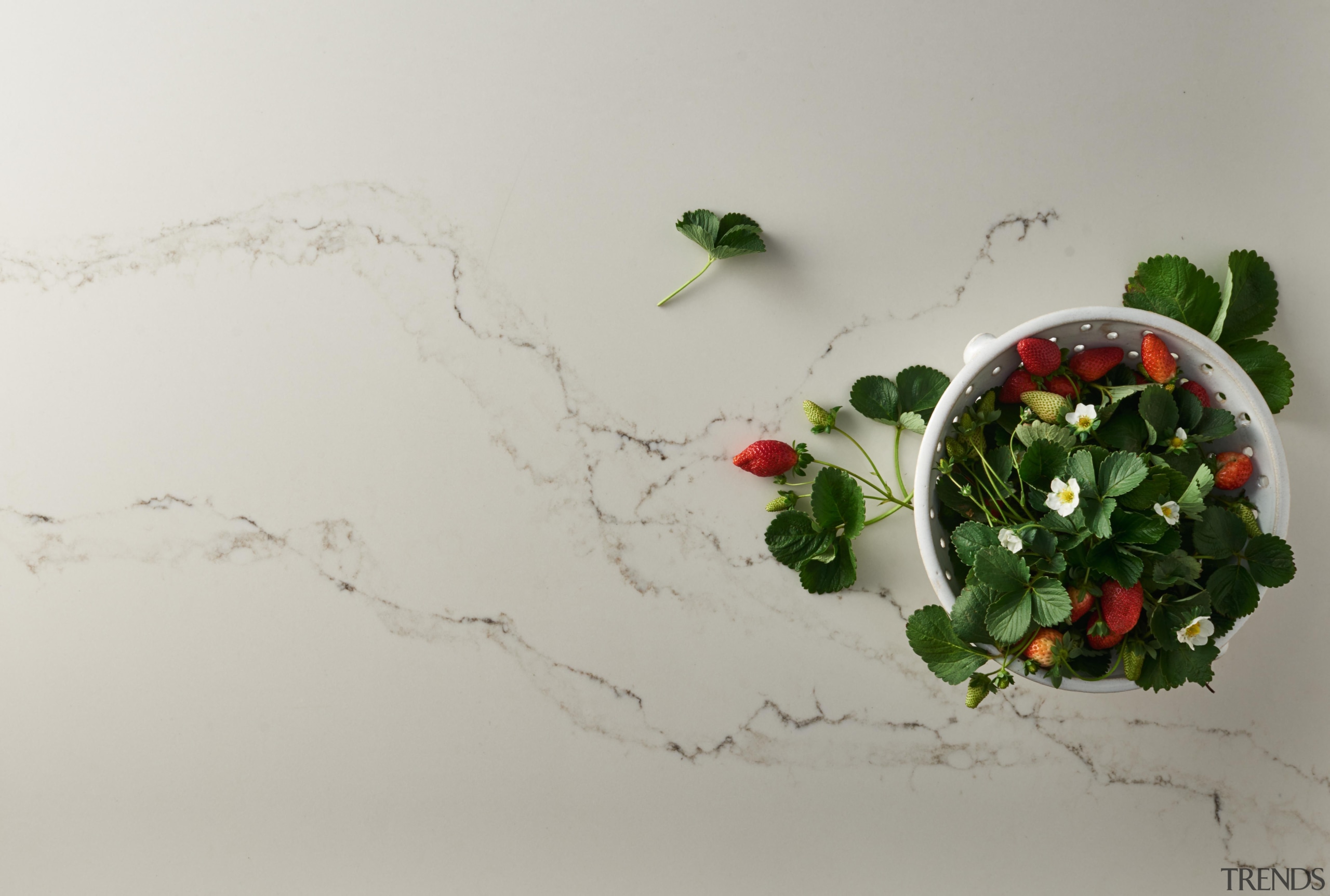 Caesarstone's interpretation of Statuario marble; Statuario Nuvo brings flower, leaf, plant, product design, still life photography, gray