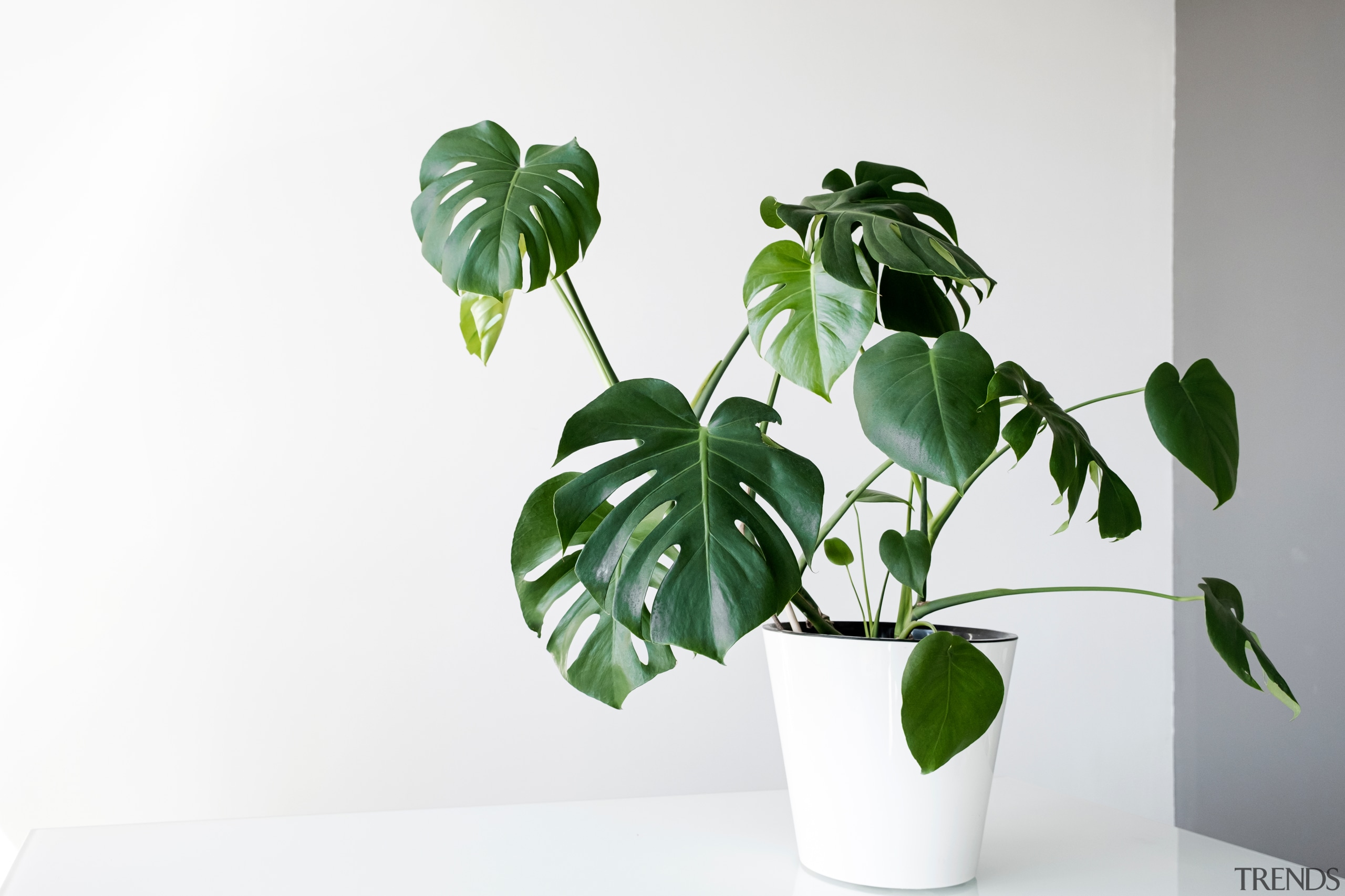 Monstera - Instagram’s most popular houseplants revealed! - 