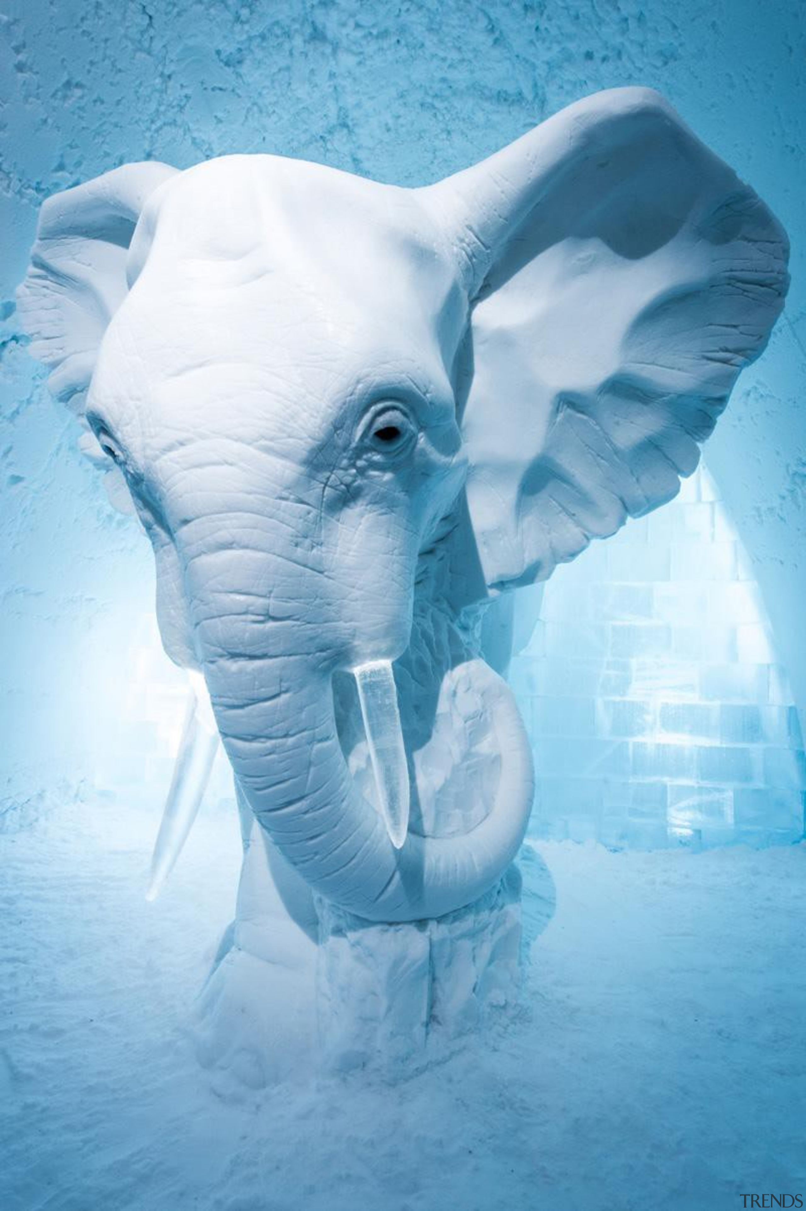 ‘Elephant in the Room’ by AnnaSofia Mååg - african elephant, elephant, elephants and mammoths, head, ice, mammal, organism, underwater, vertebrate, water, teal, white