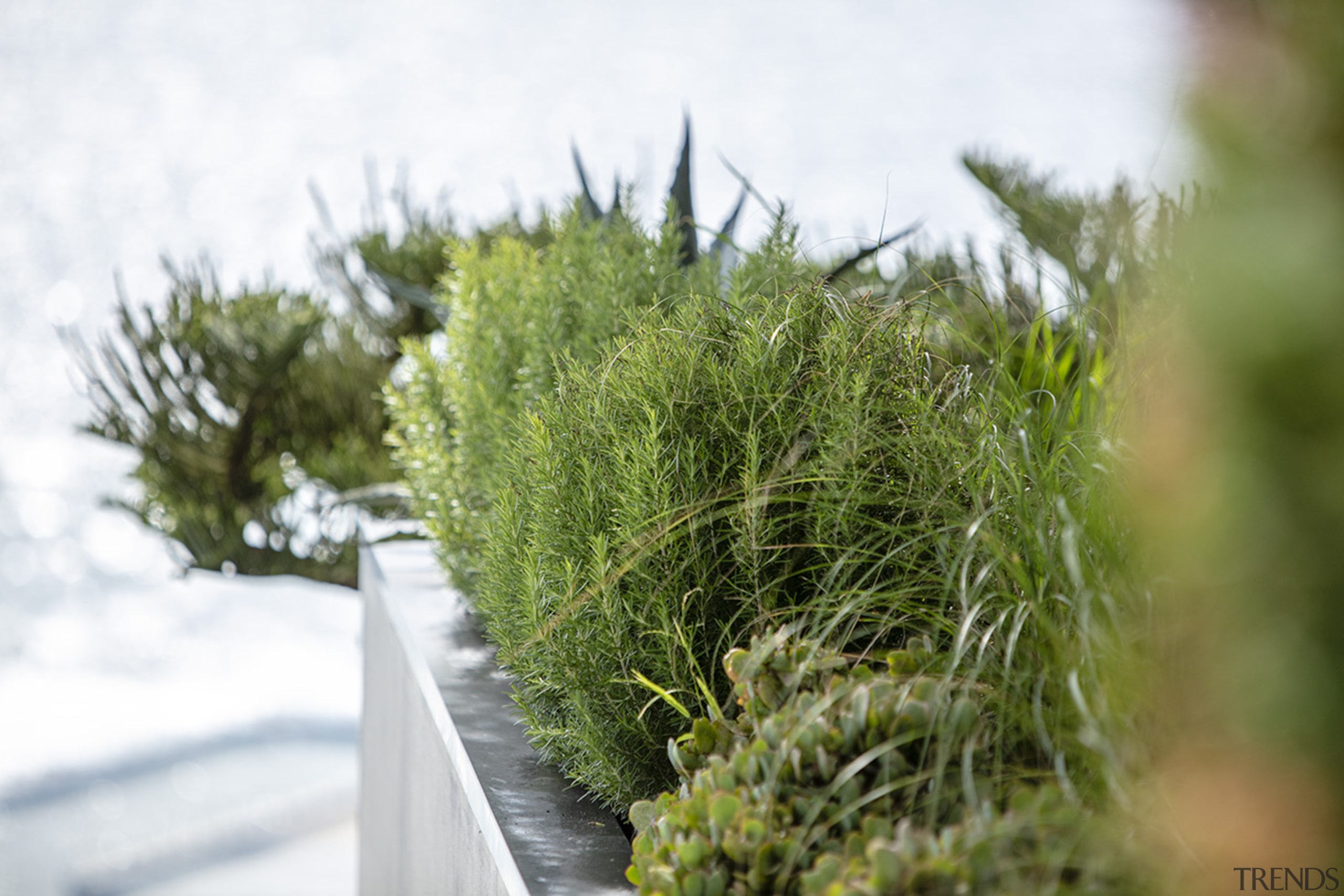 Many vegetables and herbs have variations in foliage 