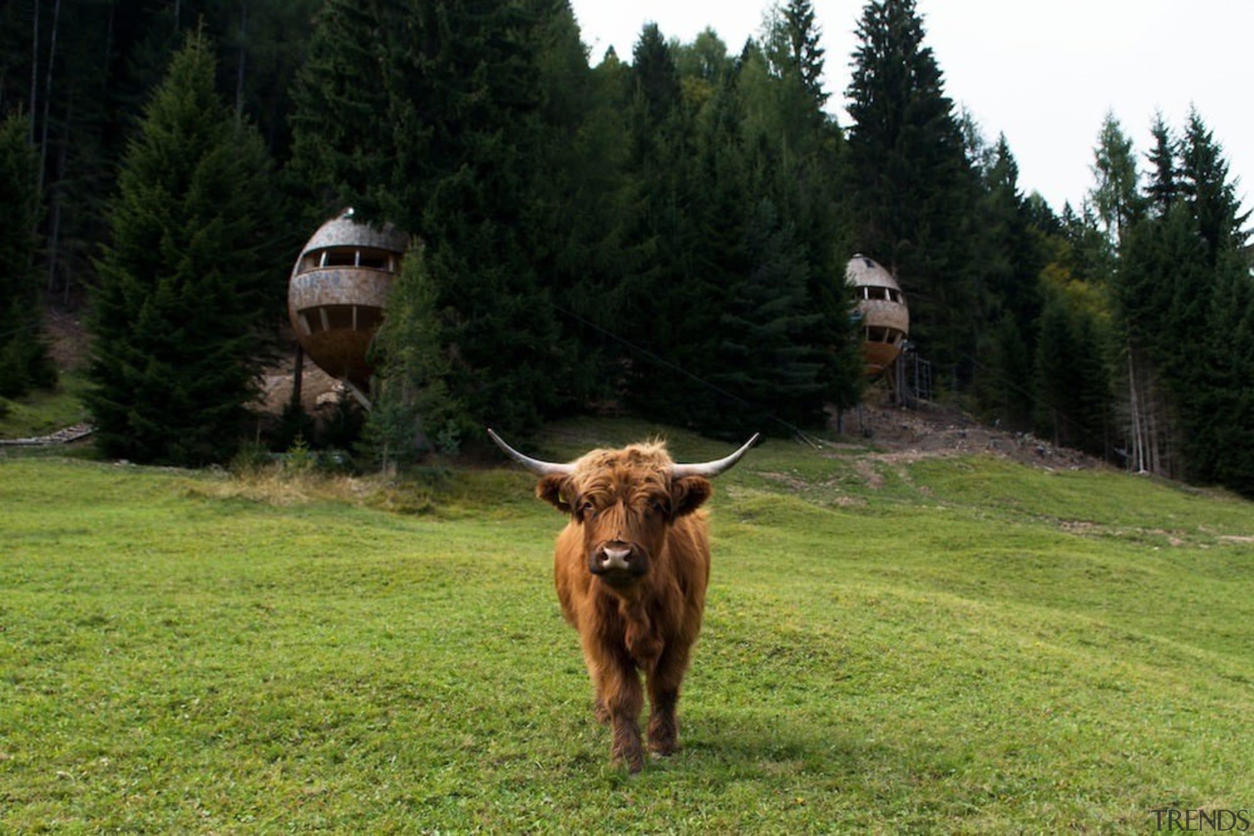 Visiting the treehouse also means you'll have neighbours cattle like mammal, cow goat family, fauna, grass, grassland, grazing, highland, horn, meadow, national park, ox, pasture, texas longhorn, wildlife, black, green