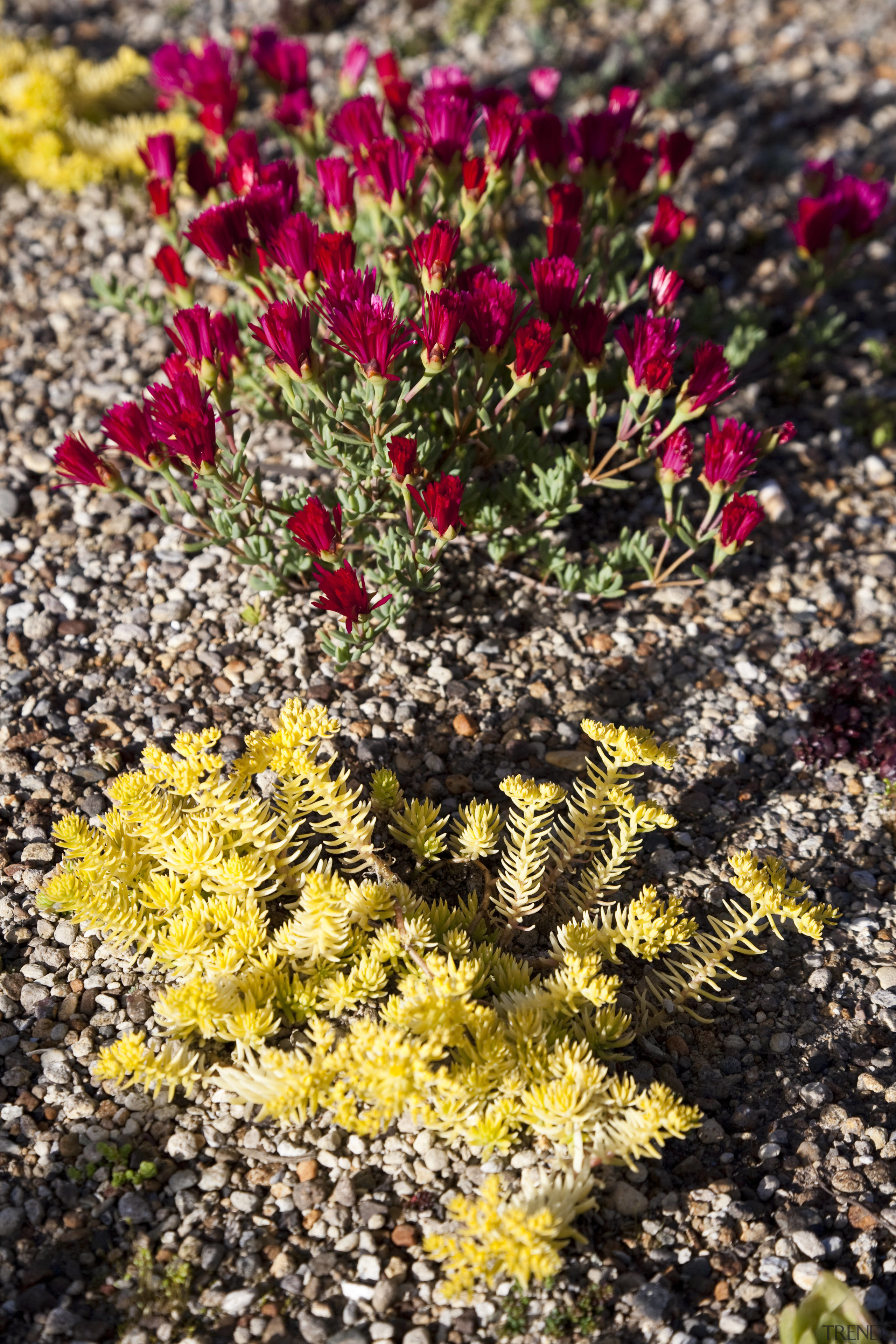 Greenroofs Ltd of Ponsonby developed the green roof flora, flower, flowering plant, groundcover, plant, pollinator, spring, wildflower