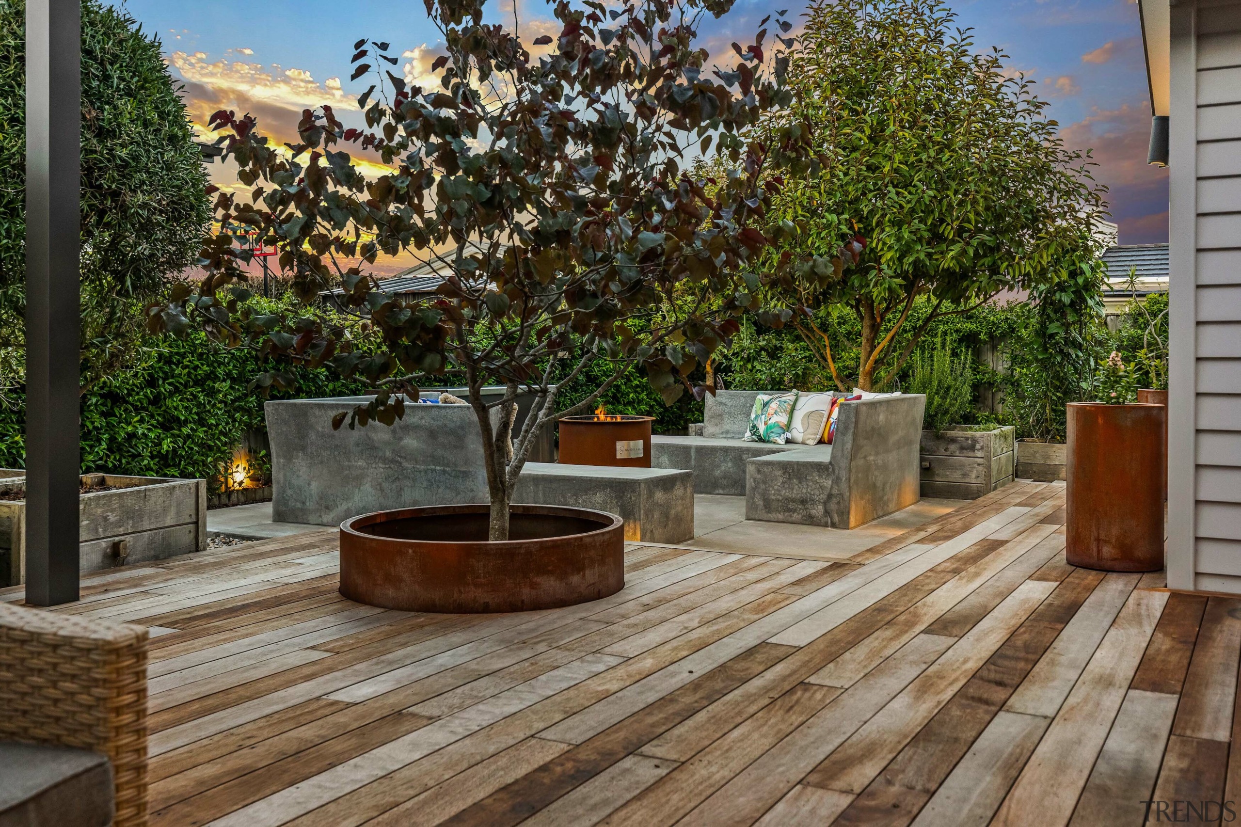 In spring the retained Cercis tree blossoms softly, 