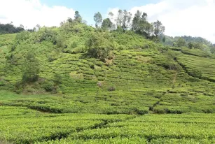 Wisata Bumi Perkemahan Ranca Upas Wisata Jawa Barat