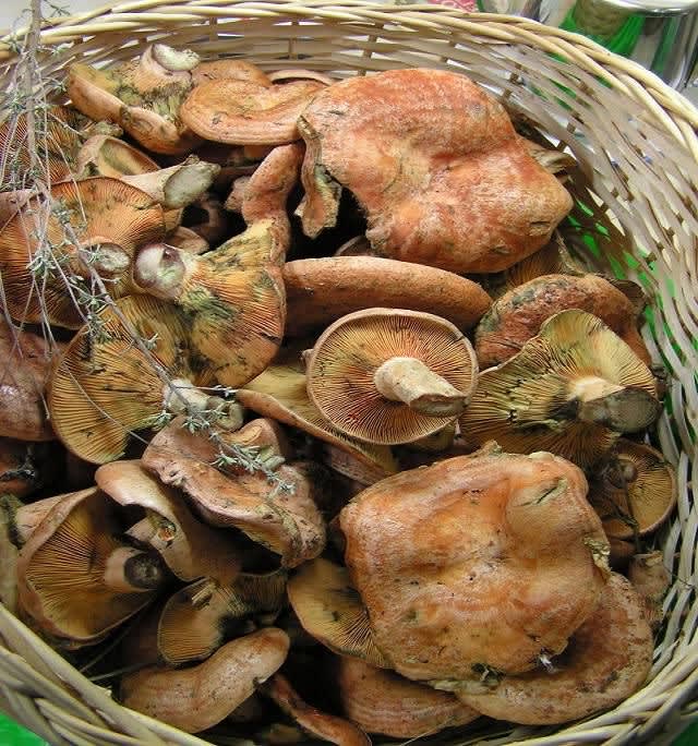 Boschampignons Anguille à l'oseille