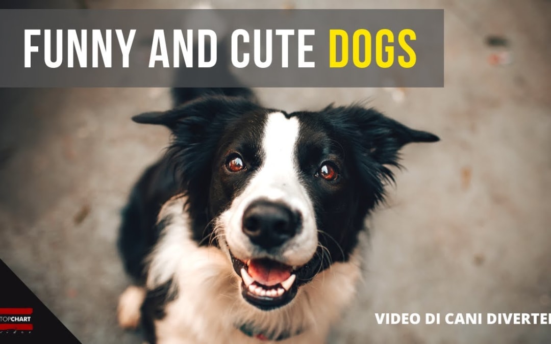 Funny and cute dogs