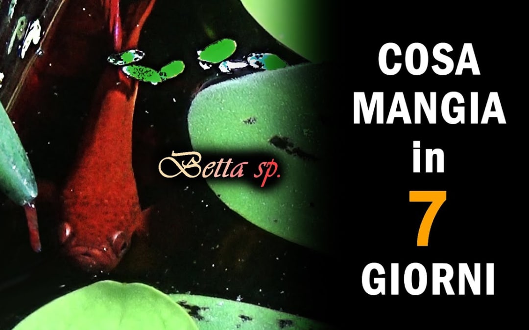 L' alimentazione del Betta: Dieta settimanale e Consigli - Il Cambiamento