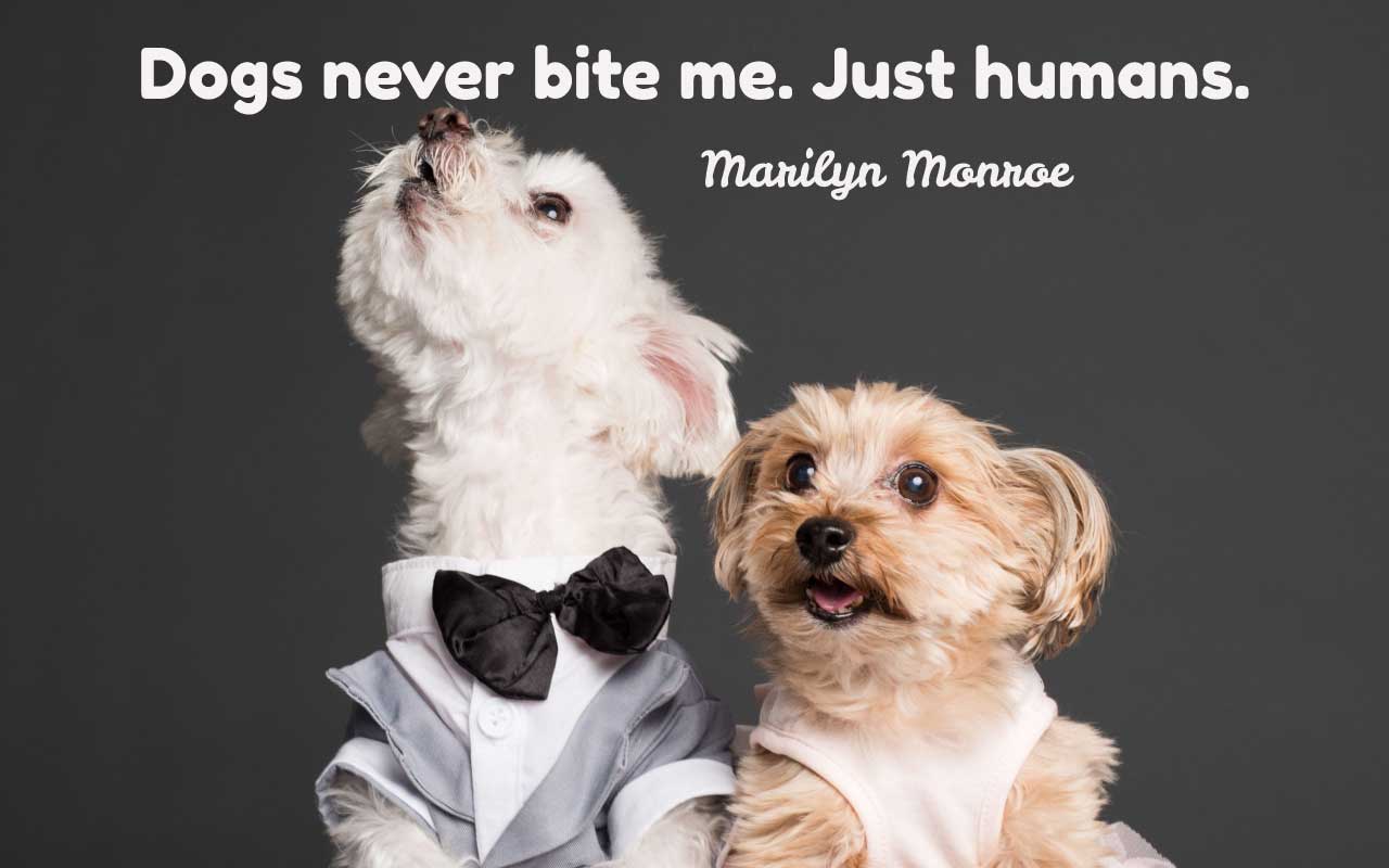 dogs_m